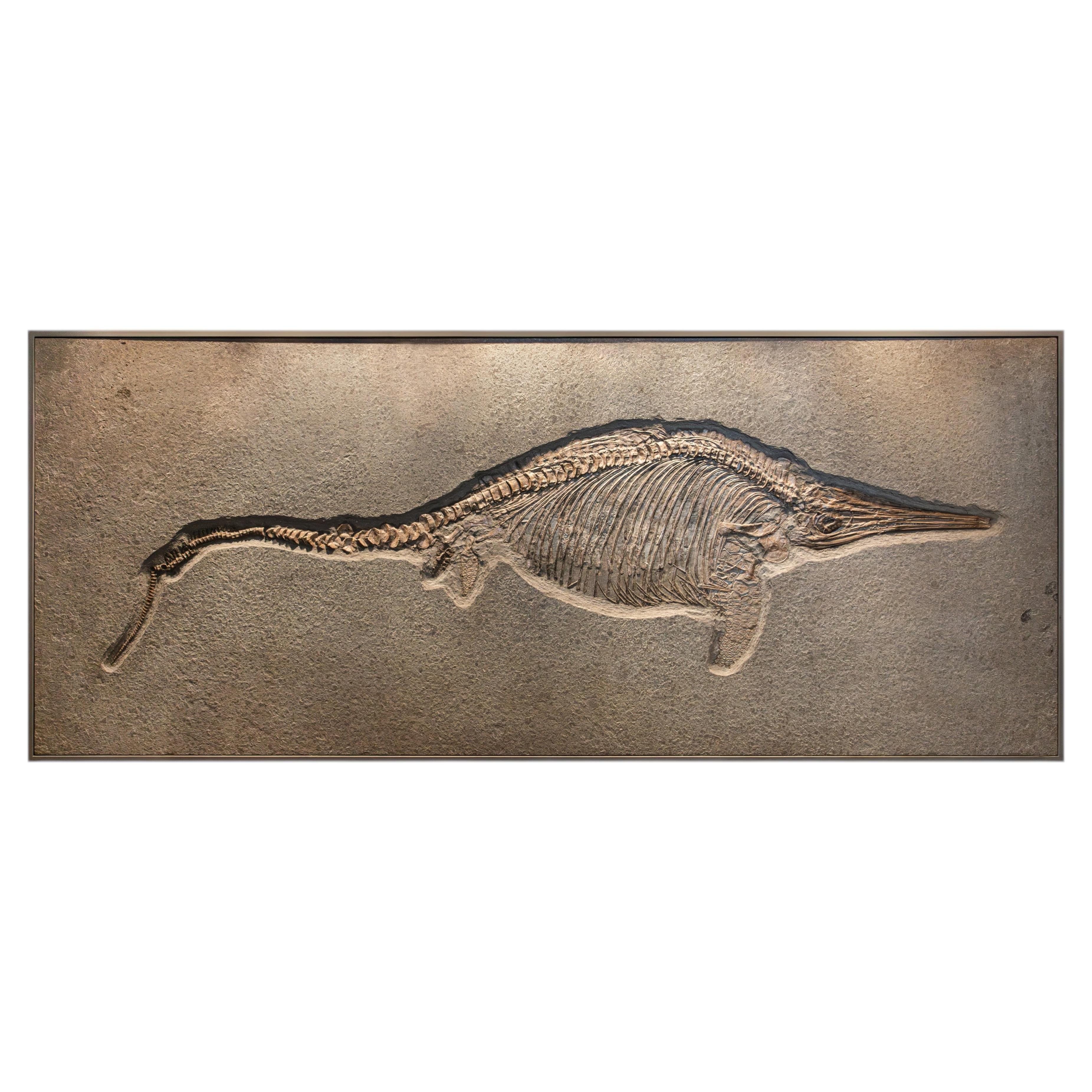 Ichthyosaurus (Stenopterygius quadriscissus) Skeleton Fossil Wall Art, Jurassic