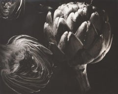 Ohne Titel (Artichokes) von Ida Lansky, ca. 1950, Vintage-Silber-Gelatine-Druck