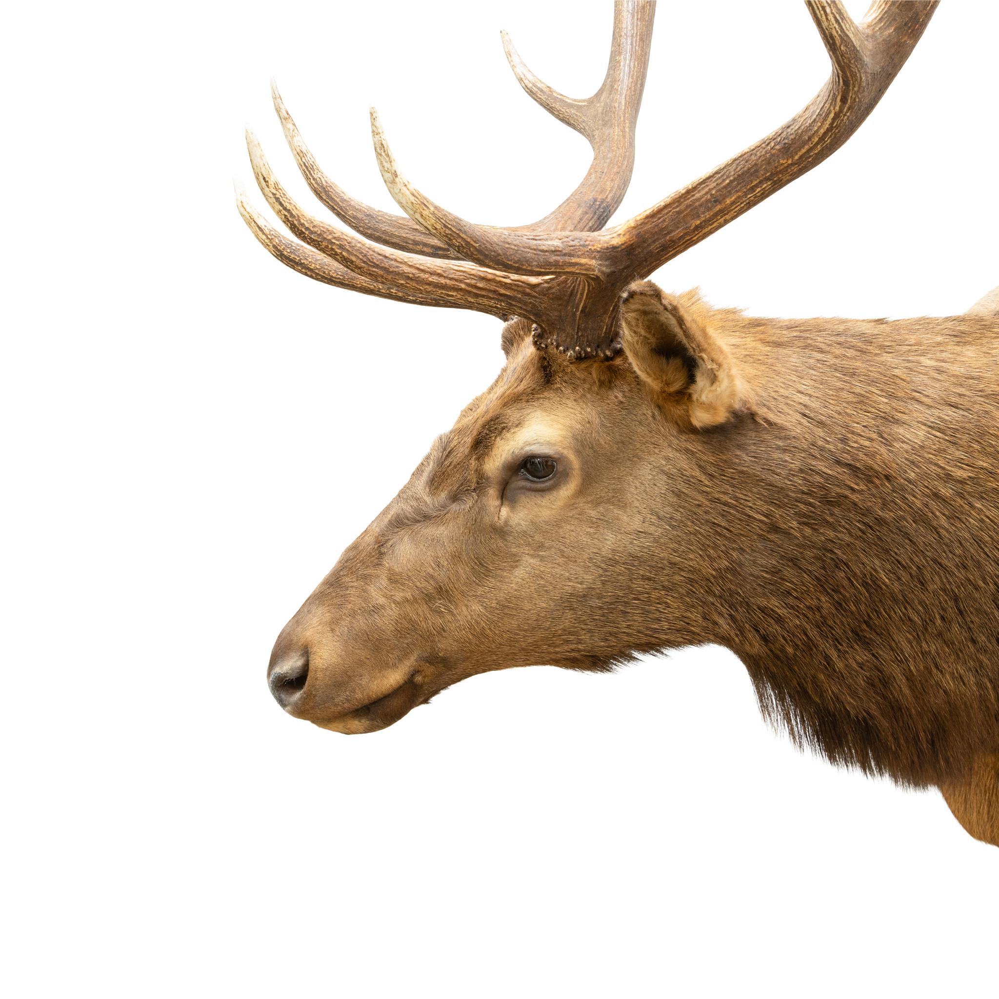 Idaho 6 x 6 elk taxidermy mount. With slight right turn to head and nice fur. Lage set of antlers. 50”H x 48”W protrudes 48”. Would make a great statement piece in a rustic lodge or cabin. 

Family Owned & Operated
Cisco’s Gallery deals in the rare,