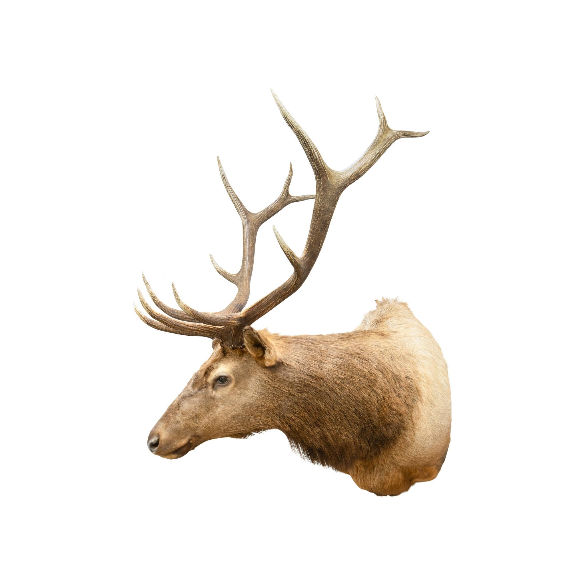 American Idaho 6 x 6 Elk Mount For Sale