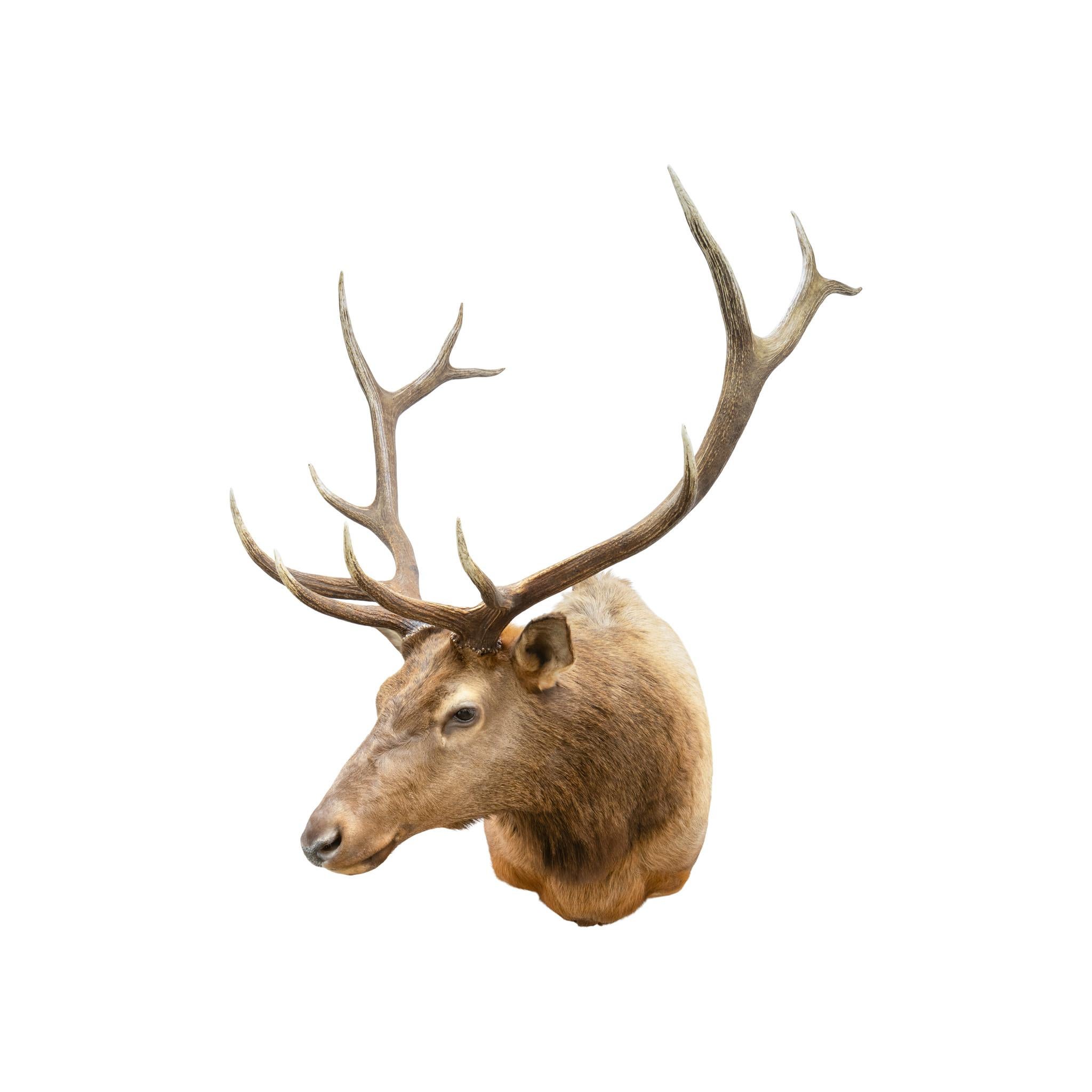 Idaho 6 x 6 Elk Mount In Good Condition For Sale In Coeur d'Alene, ID