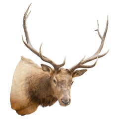 Antique Idaho 6 x 6 Elk Mount