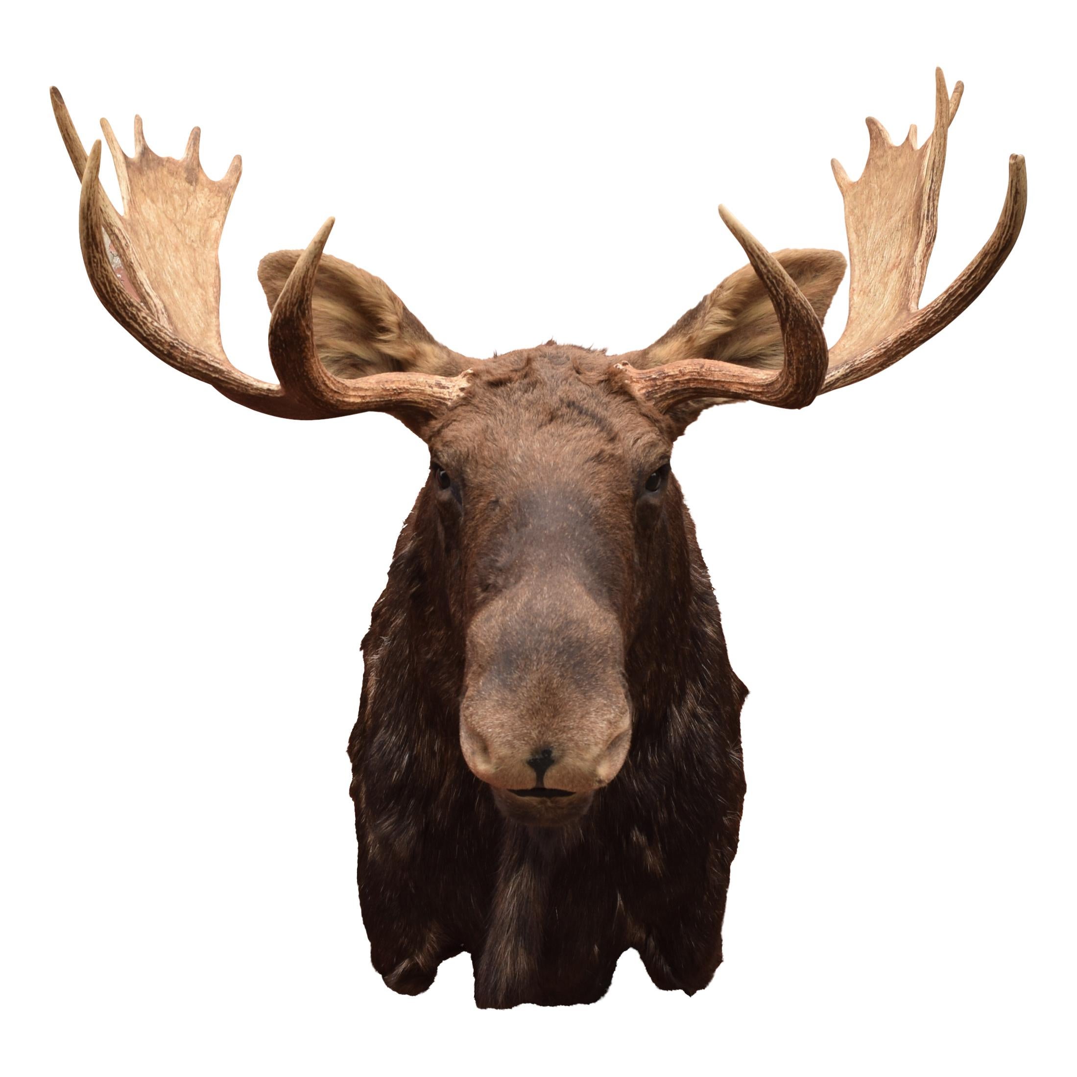Dark brown Shiras moose from North Idaho. Nice mount. Perfect for lodge, cabin or rustic decor.

Period: Contemporary
Origin: North Idaho
Size: 40