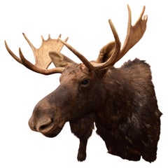 Idaho Shiras Moose Mount