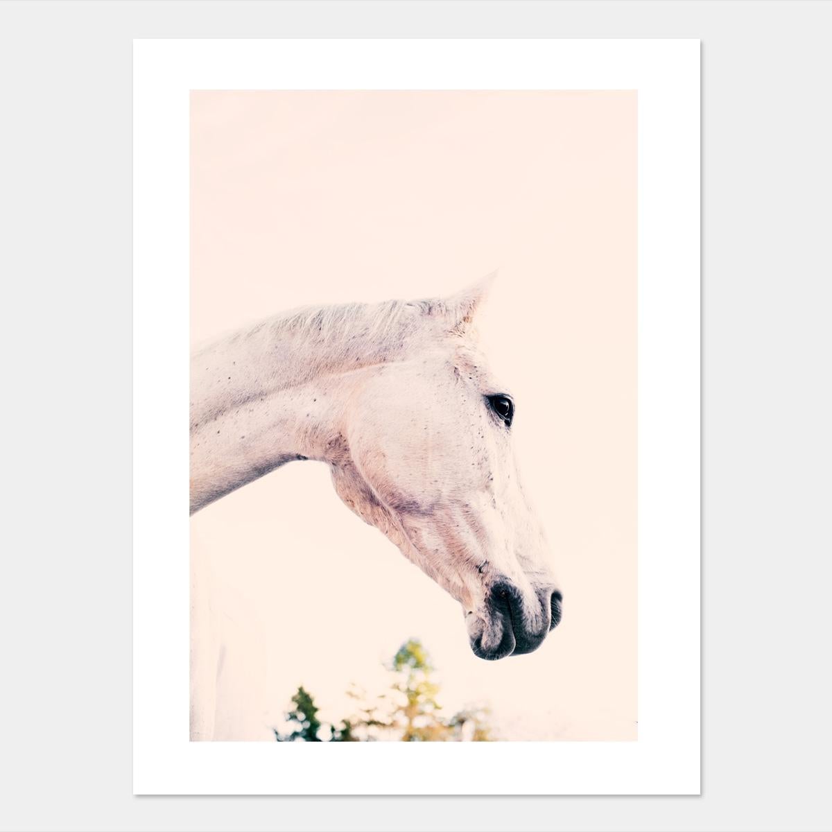Iggy 

Giclee Fine Art Print. Framing/mounting to be arranged.
1/25 

From Horses and Humans Collection By Vanessa Taylor.

Also available in different sizes.