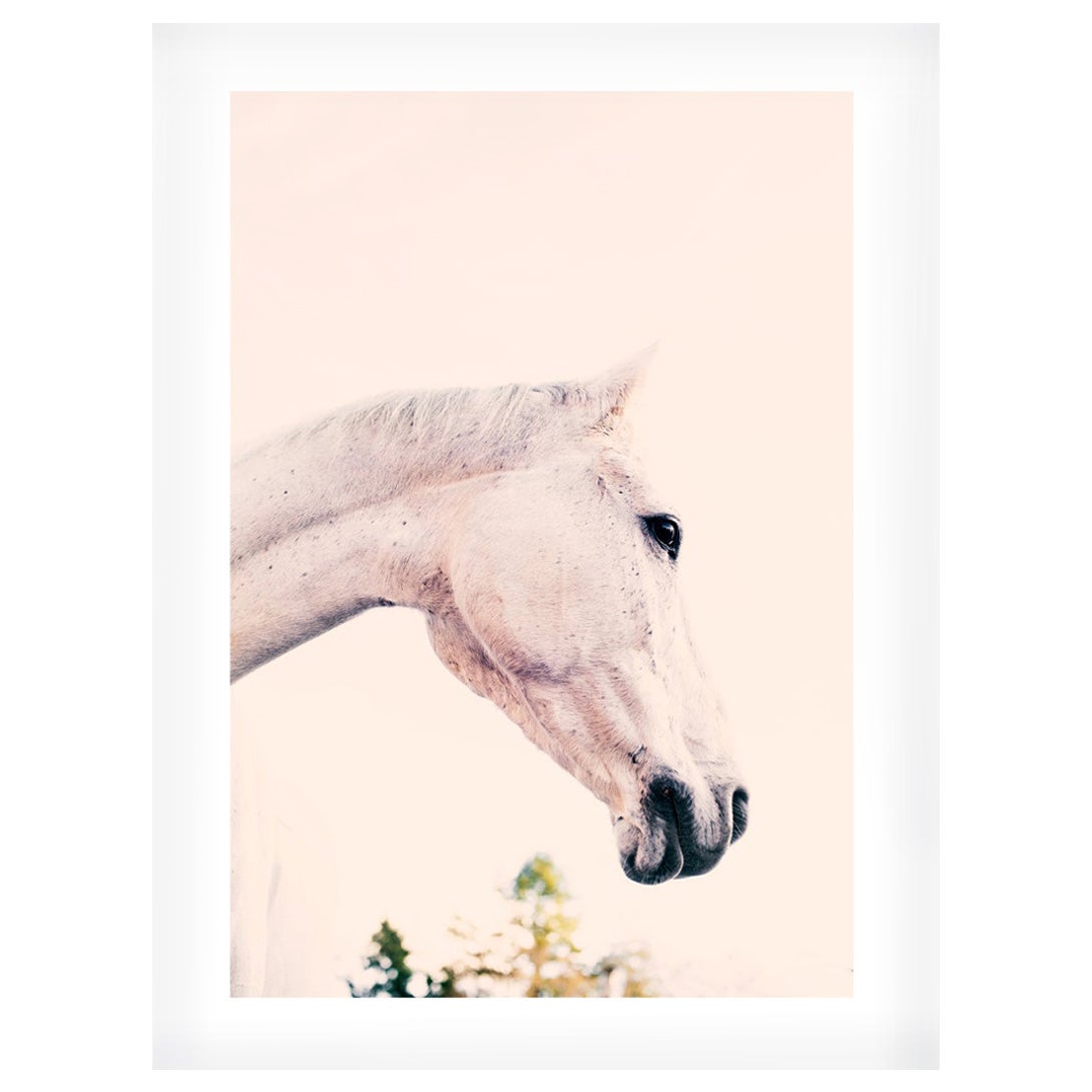 Fotografie mit Iggy-Pferd 1/25