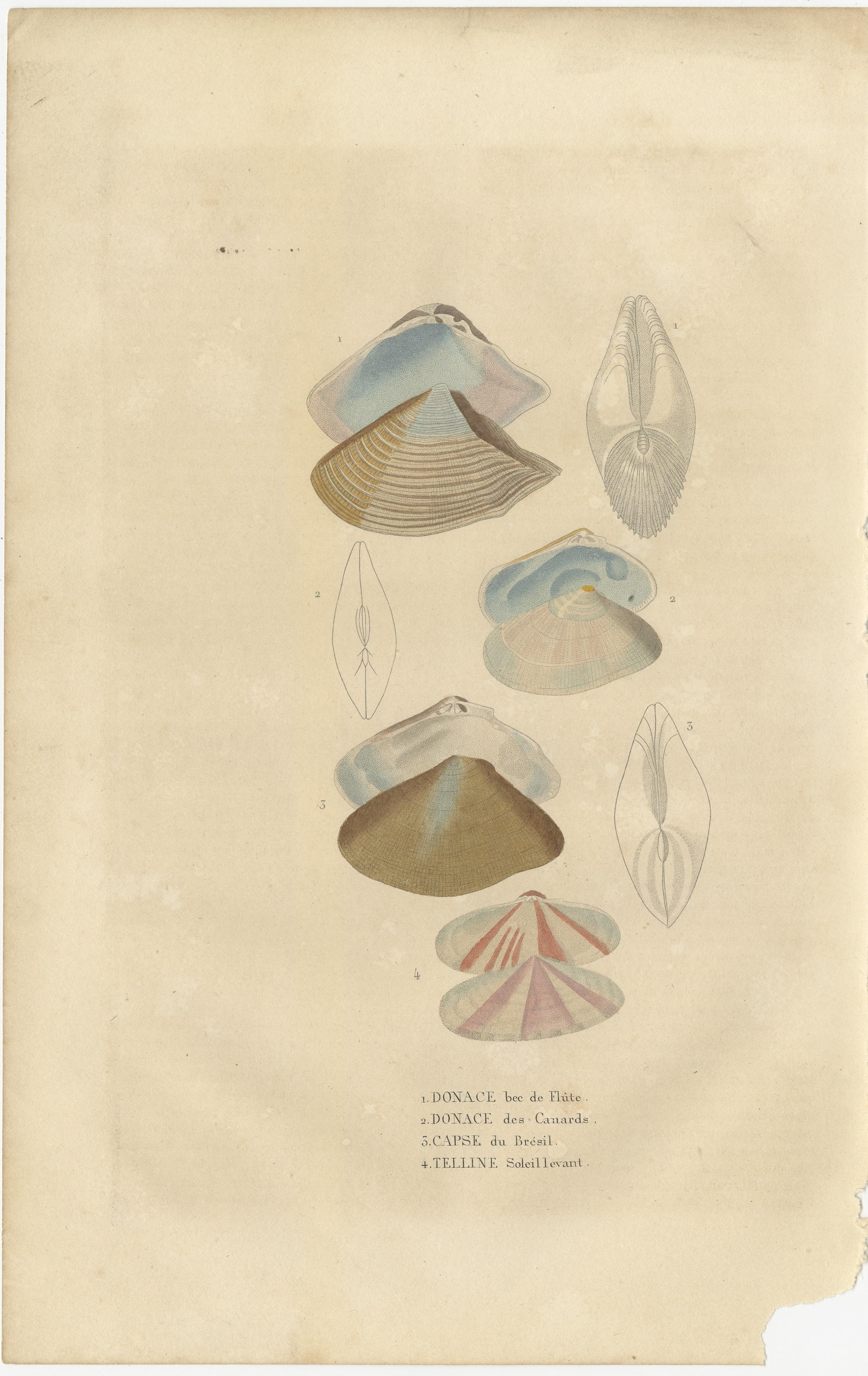 These two original antique prints are hand-colored engravings of various bivalve mollusks, which are a type of shellfish with a compressed body enclosed within a hinged shell. These specific illustrations are from the 'Dictionnaire Classique des