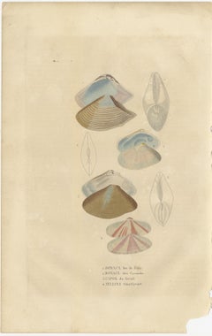 Illustrated Bivalve Shells from 'Dictionnaire Classique des Sciences Naturelles'