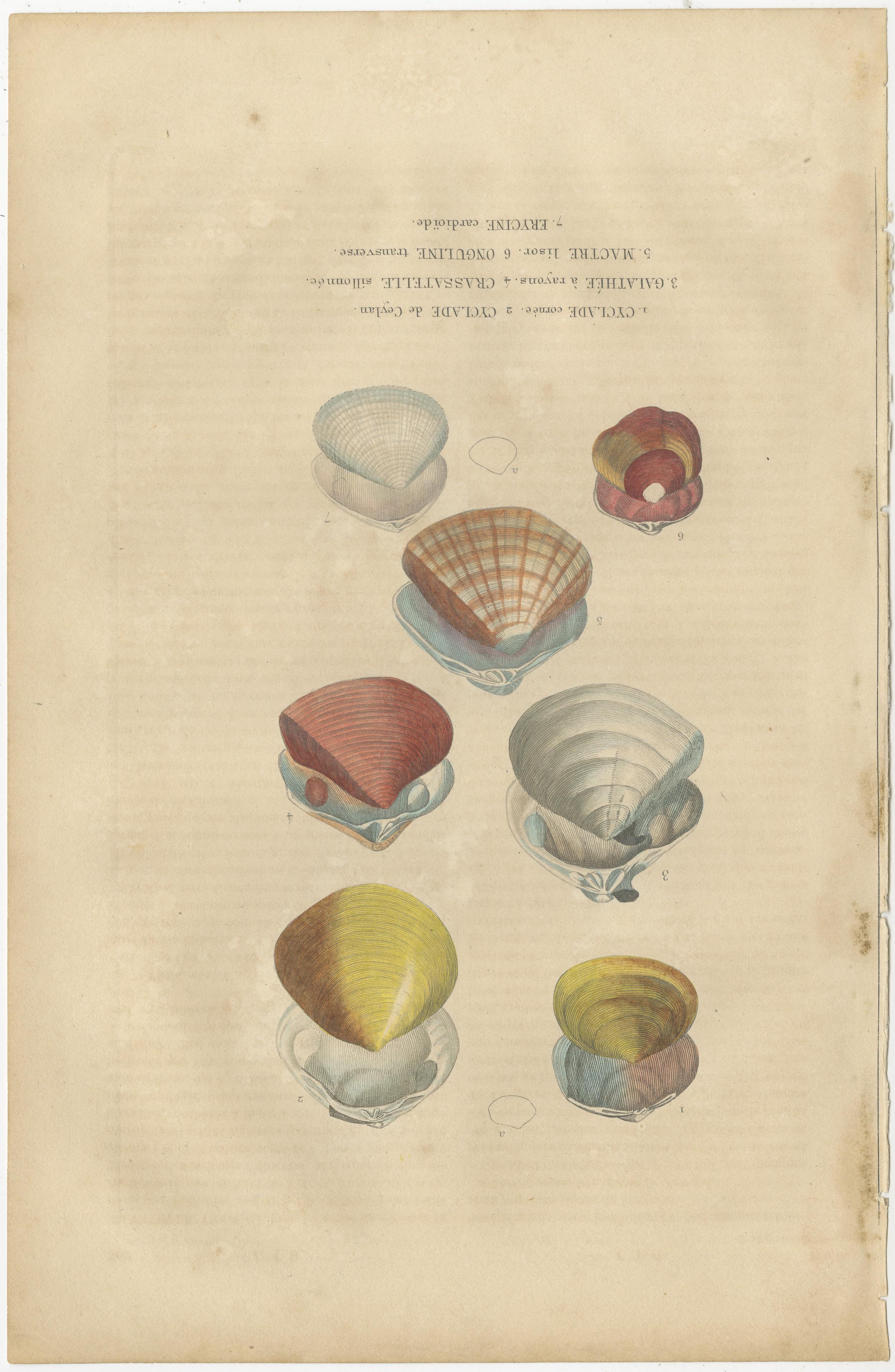Engraved Illustrated Bivalve Shells from 'Dictionnaire Classique des Sciences Naturelles' For Sale