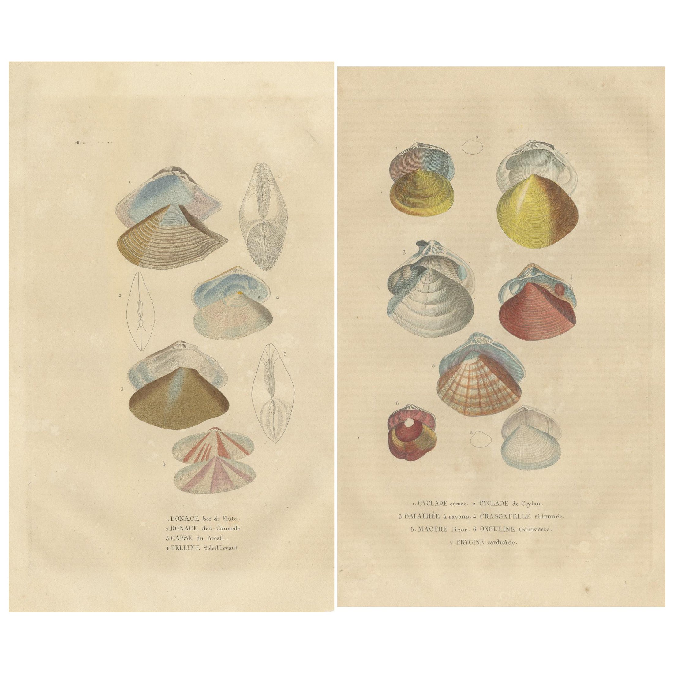 Conchas de bivalvos ilustradas del 'Dictionnaire Classique des Sciences Naturelles'