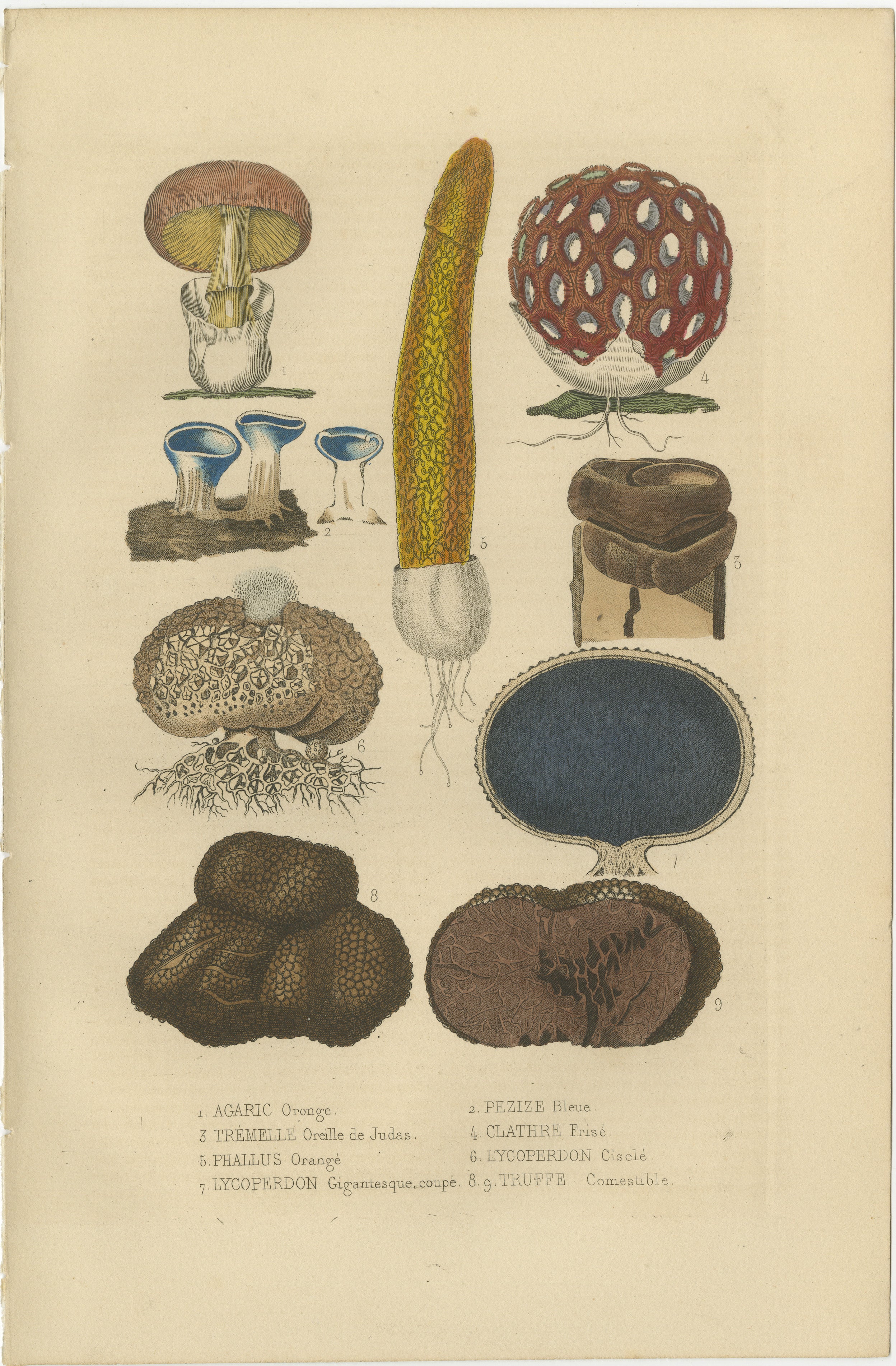 The image uploaded is a hand-colored engraving depicting various fungi, likely from the 'Dictionnaire Classique des Sciences Naturelles' by Pierre Auguste Joseph Drapiez, published in 1845. Here's a description of each depicted fungus and a proposed