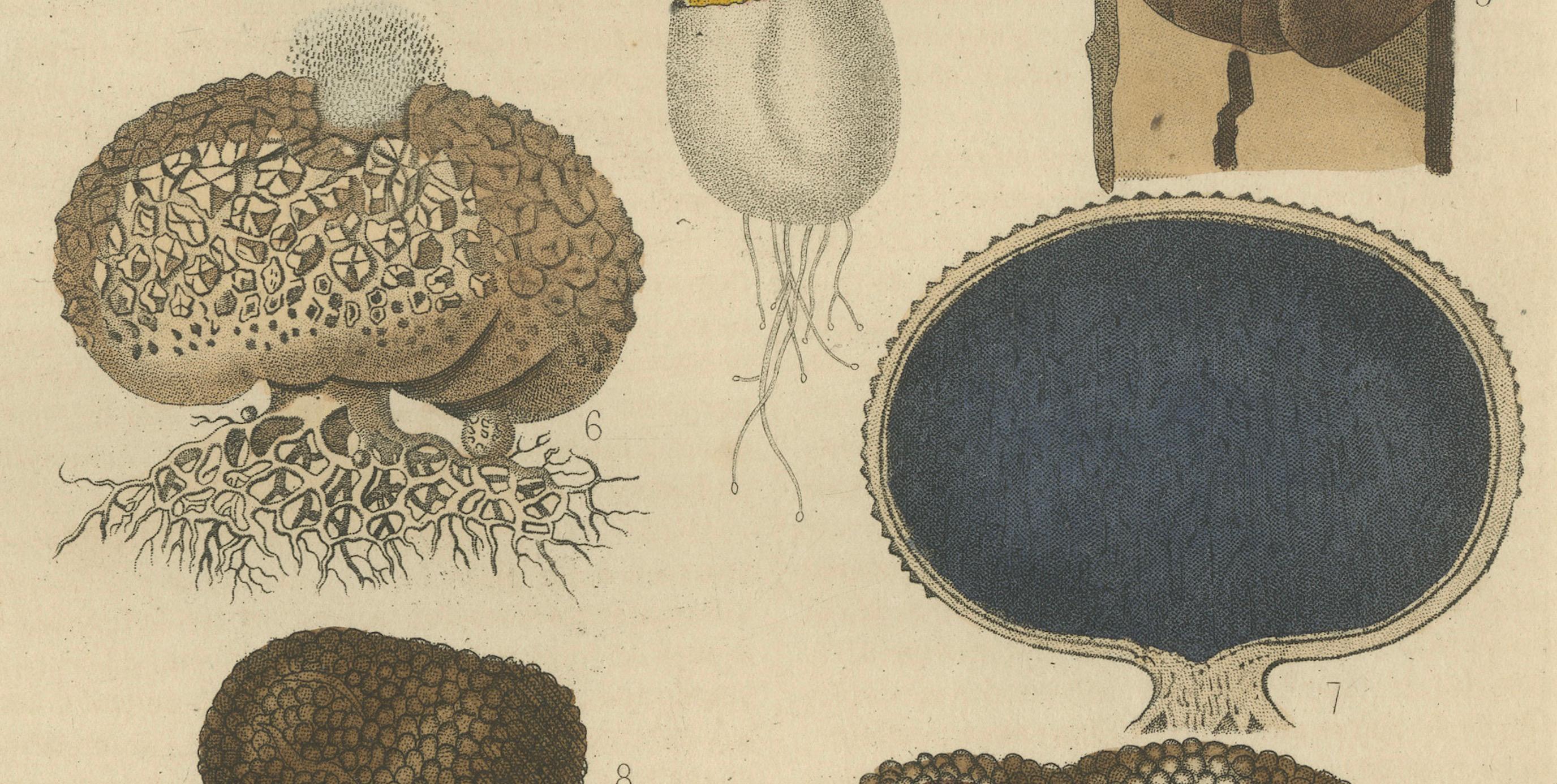 Engraved Illustrated Fungi from 'Dictionnaire Classique des Sciences Naturelles, 1845 For Sale