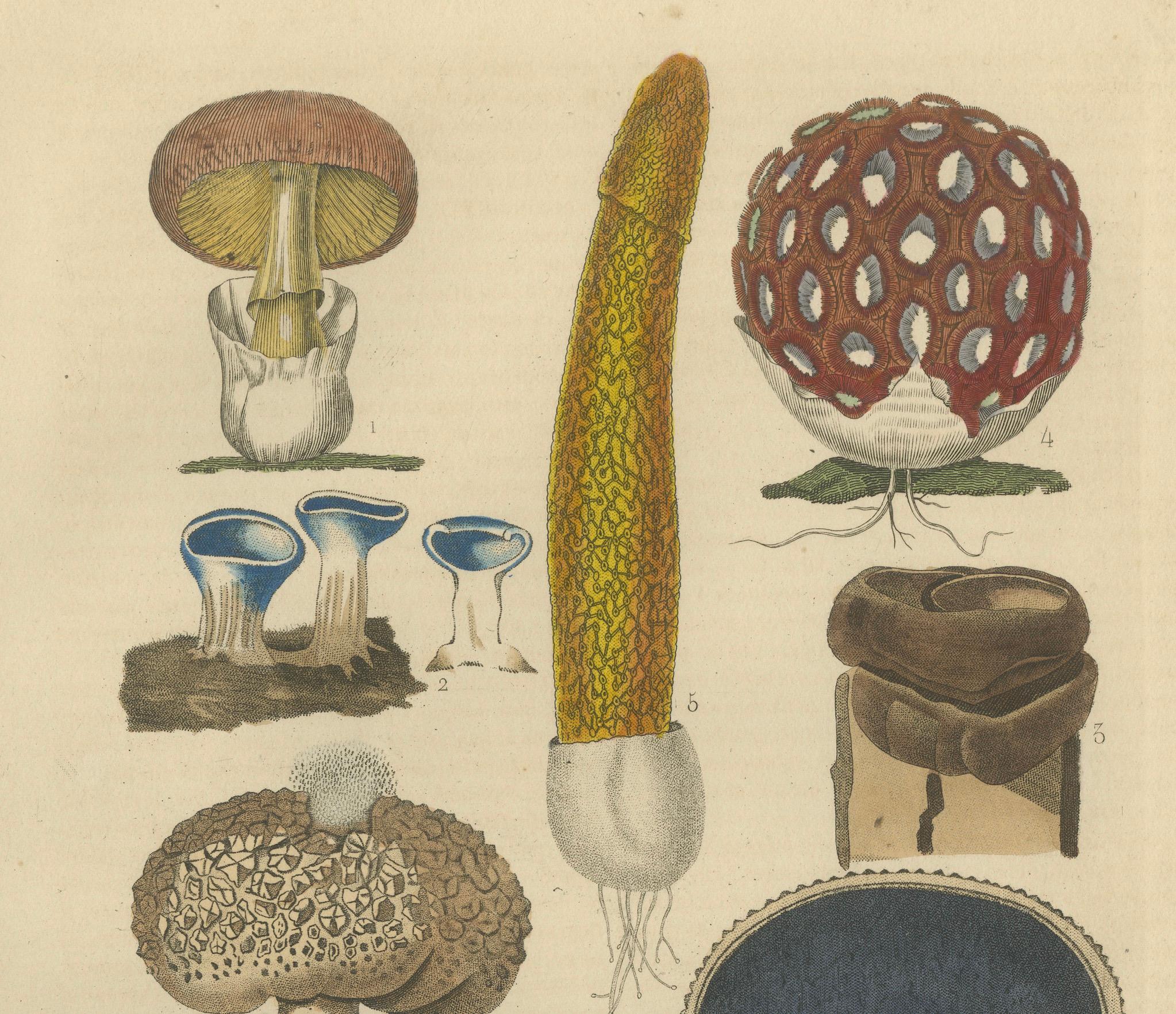 Mid-19th Century Illustrated Fungi from 'Dictionnaire Classique des Sciences Naturelles, 1845 For Sale