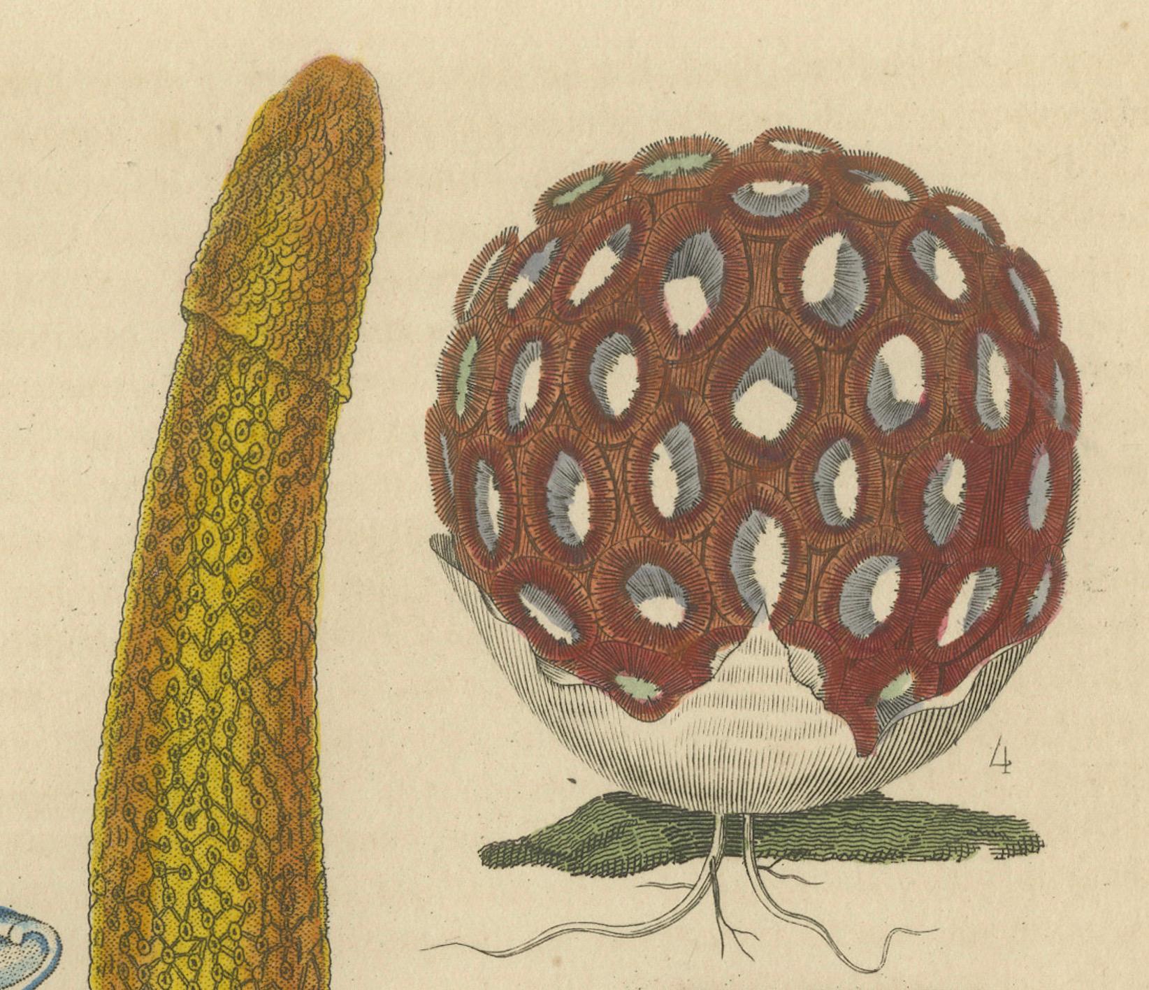 Paper Illustrated Fungi from 'Dictionnaire Classique des Sciences Naturelles, 1845 For Sale