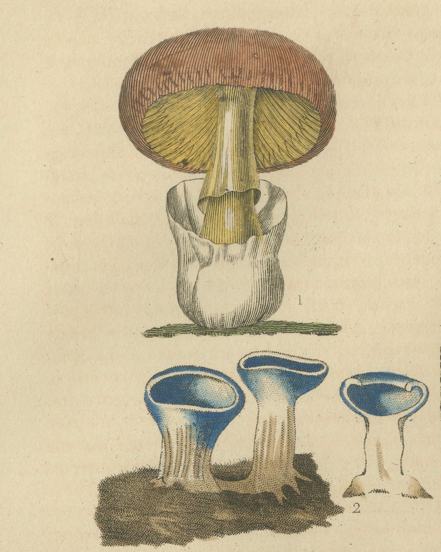 Illustrated Fungi from 'Dictionnaire Classique des Sciences Naturelles, 1845 For Sale 1