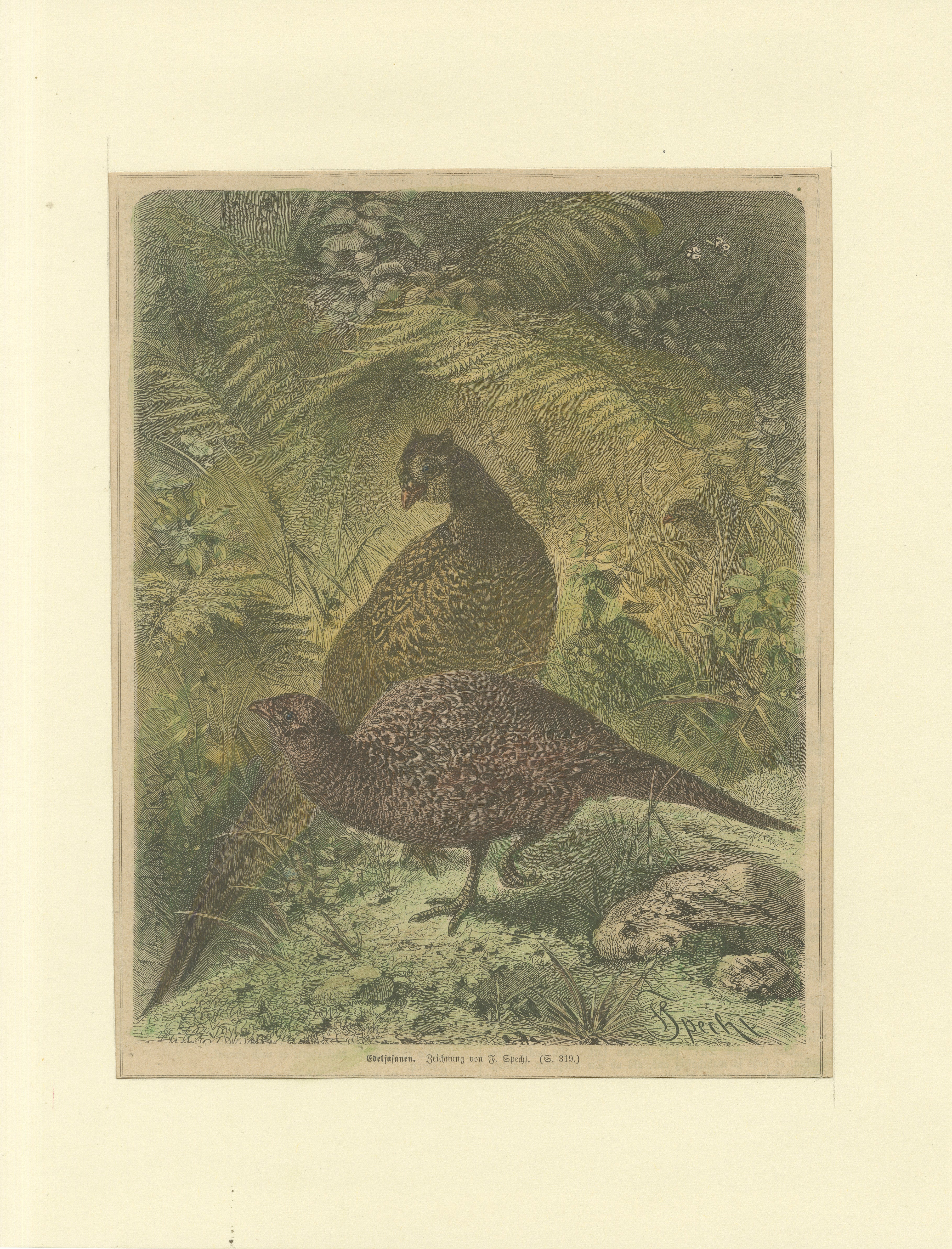 This print is an illustration from the German 