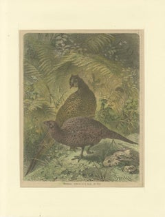 Illustration of Noble Pheasants (Edelfasanen)" by August Specht, 1870
