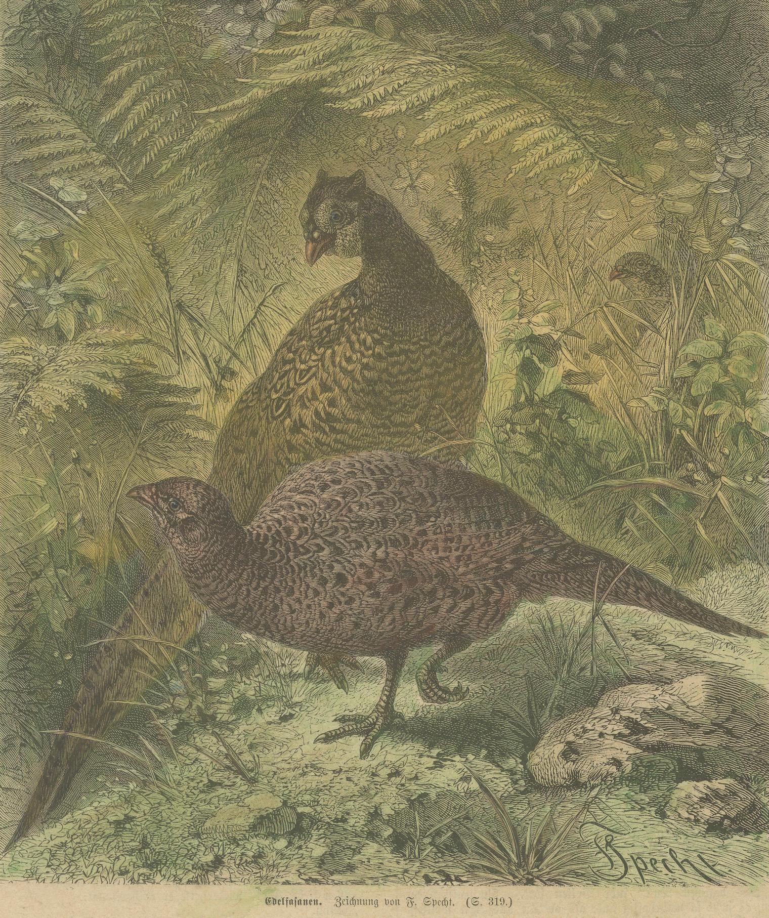 Illustration of Noble Pheasants (Edelfasanen)