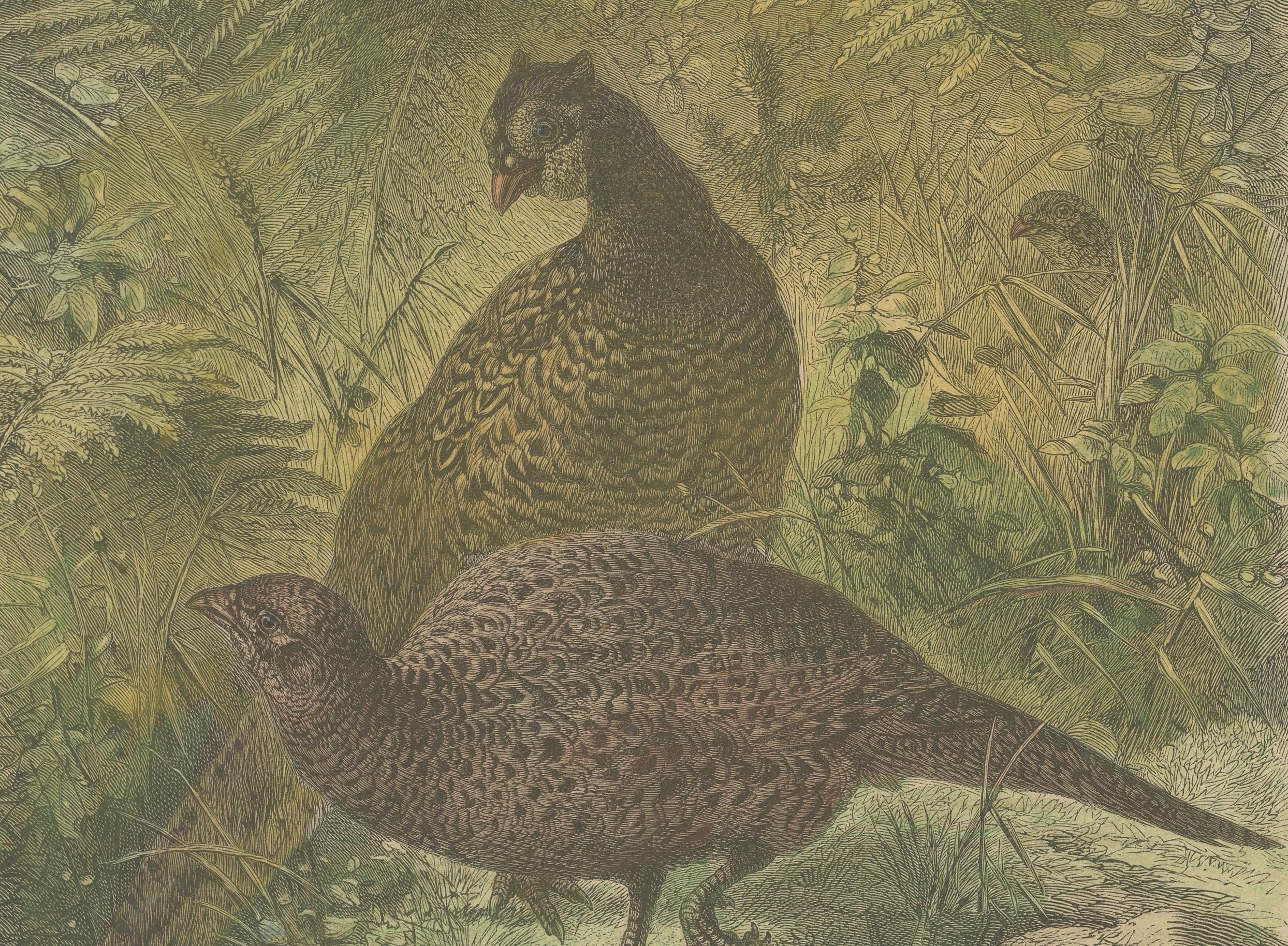 Late 19th Century Illustration of Noble Pheasants (Edelfasanen)