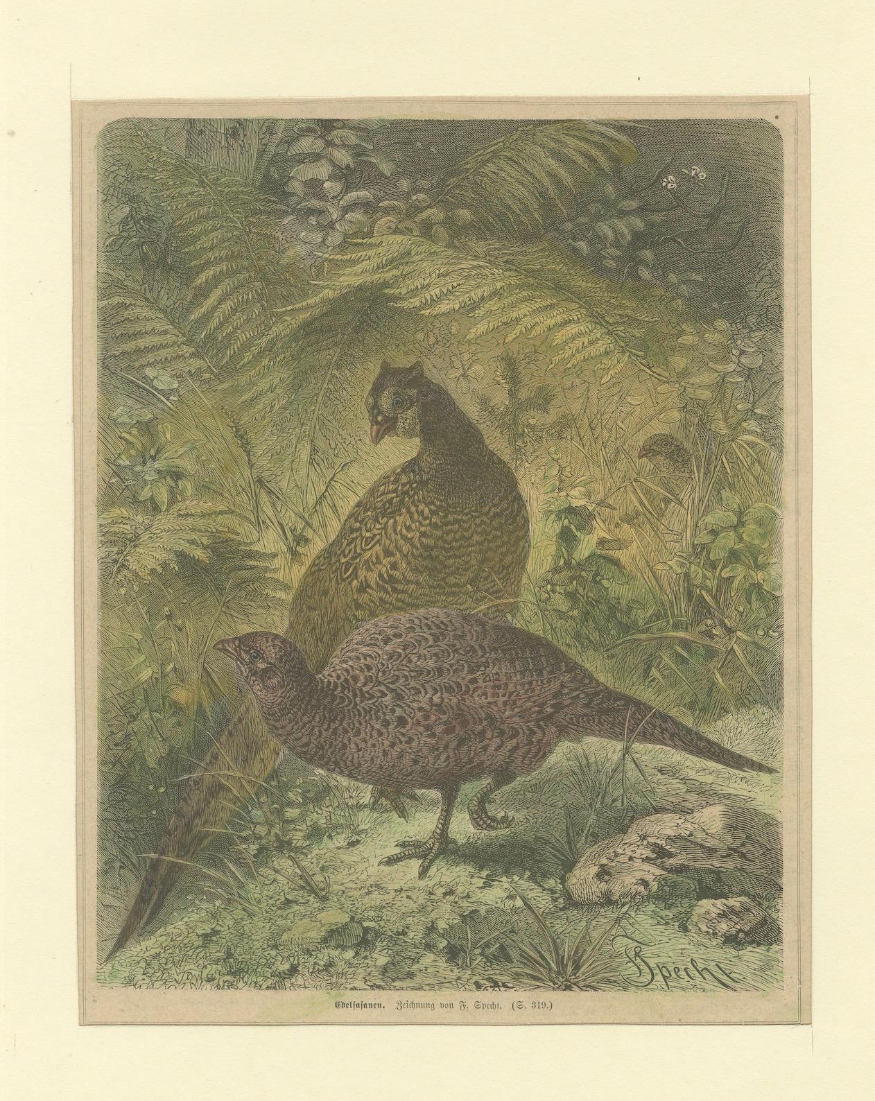 Paper Illustration of Noble Pheasants (Edelfasanen)
