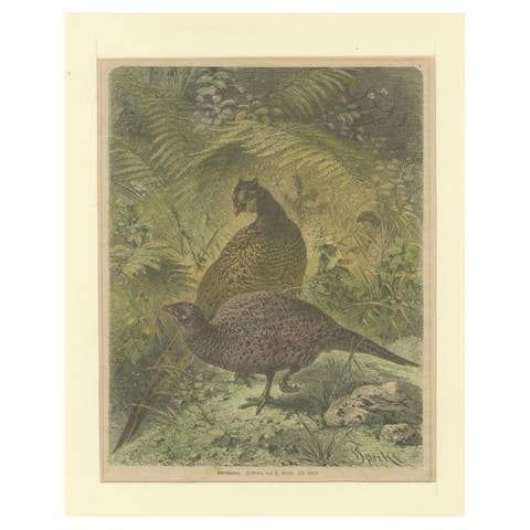 Illustration of Noble Pheasants (Edelfasanen)" by August Specht, 1870