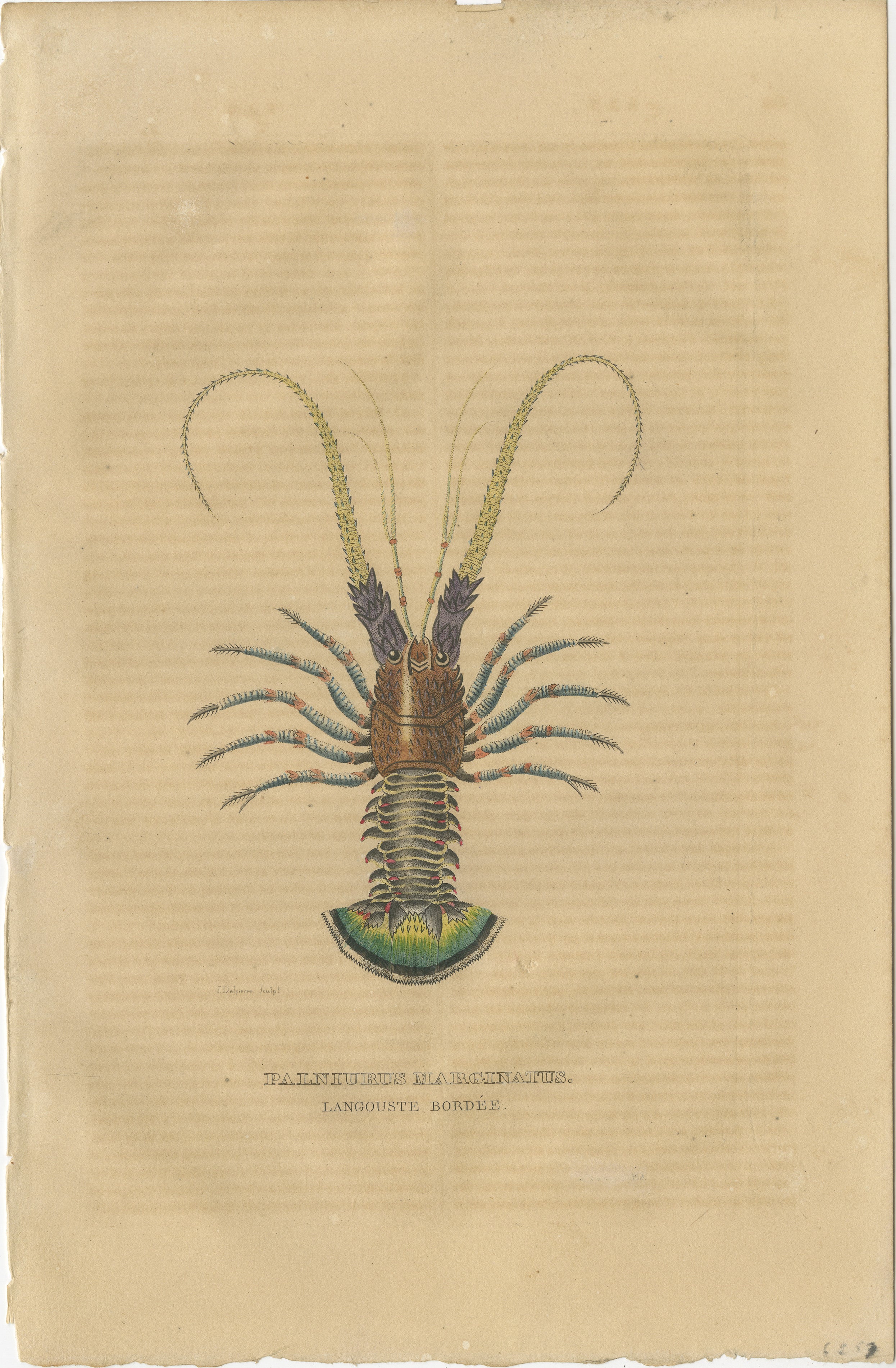 The animal in this print is the spiny lobster, specifically labeled as 
