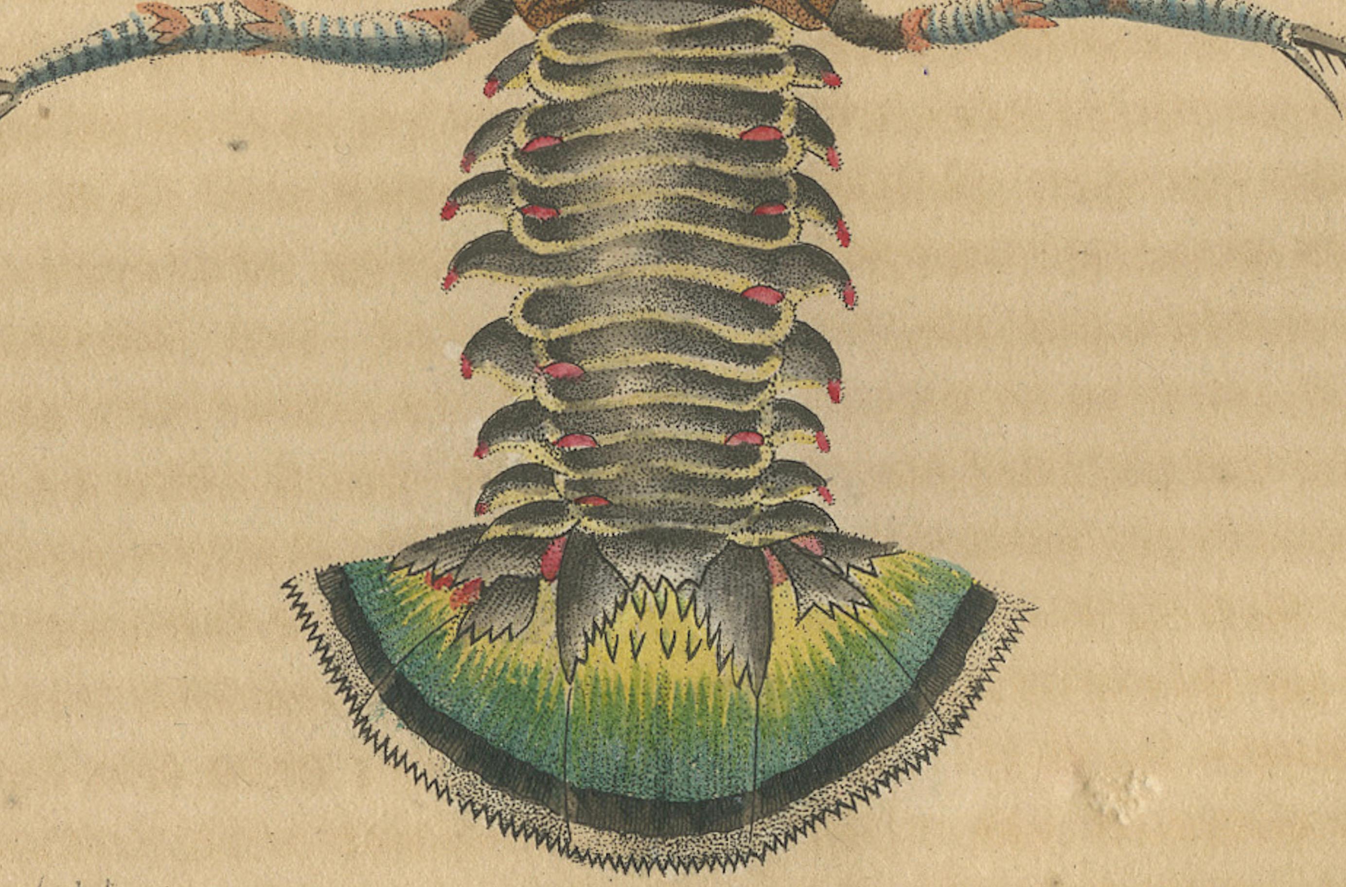 Illustration of the Spiny Lobster, 1845 In Good Condition For Sale In Langweer, NL