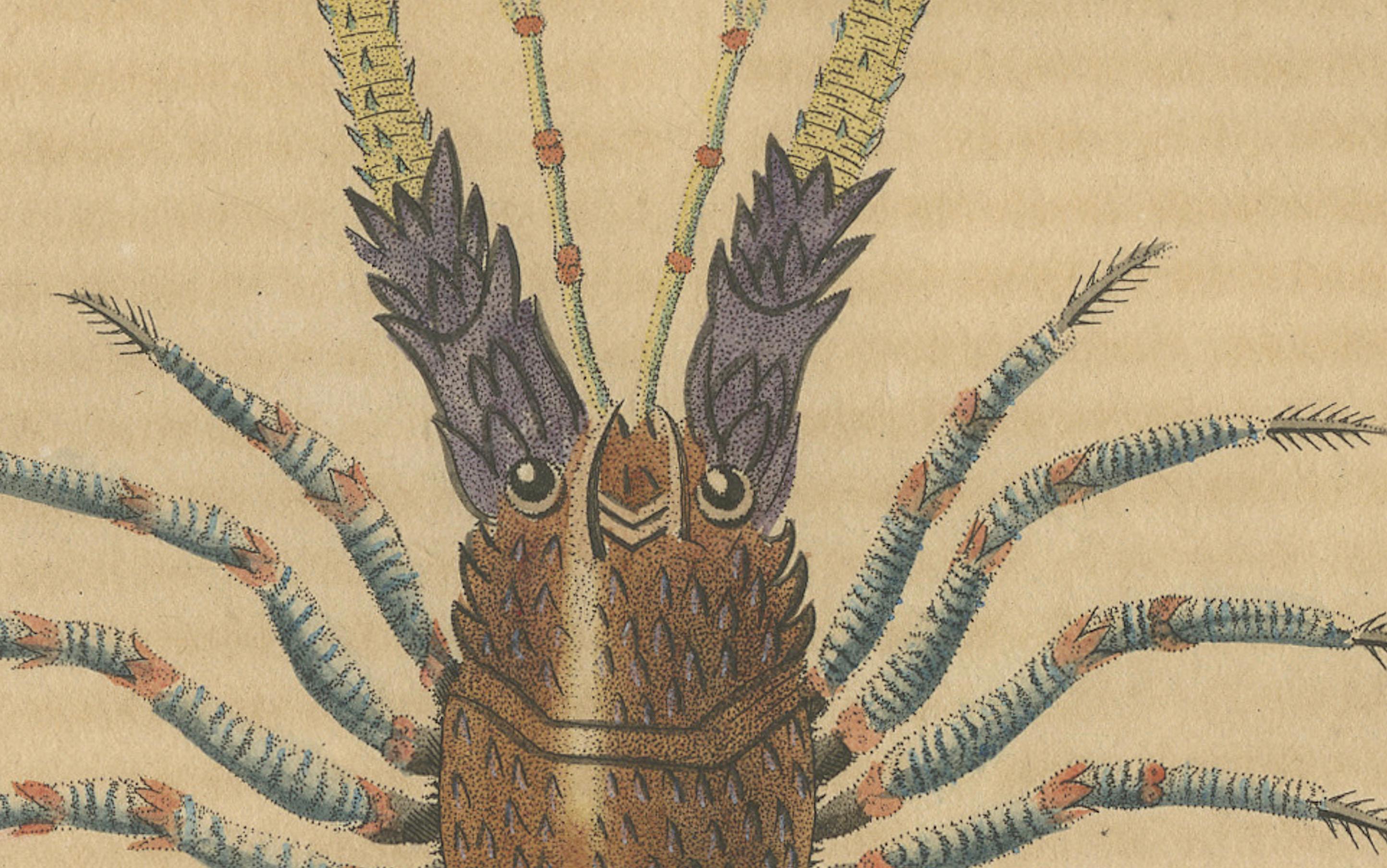 Mid-19th Century Illustration of the Spiny Lobster, 1845 For Sale