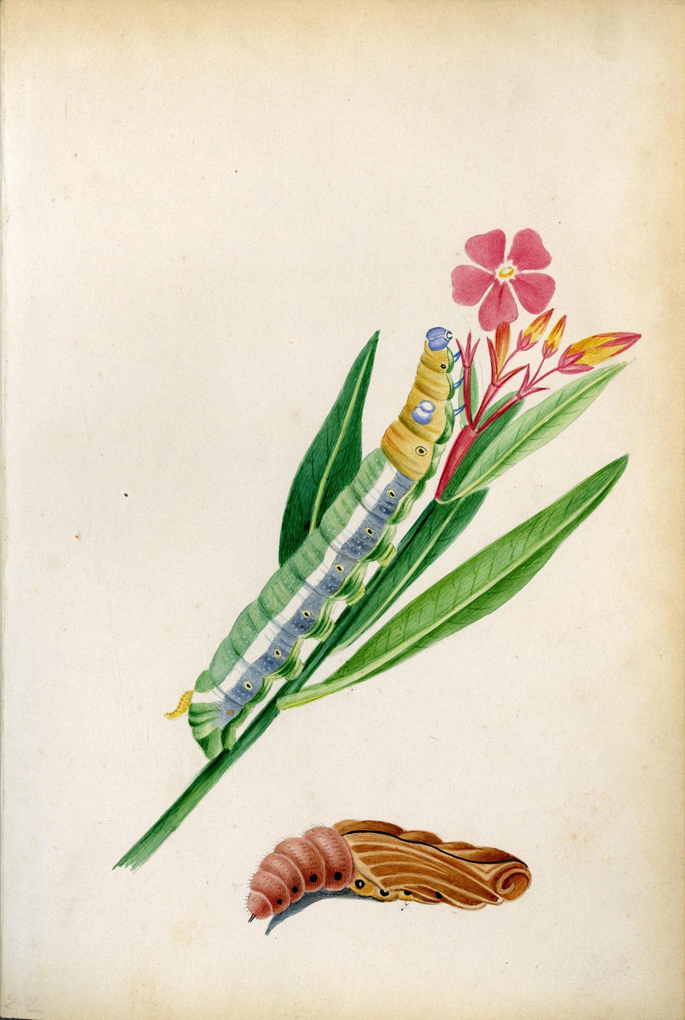 Ilustraciones de polillas halcón británicas y sus larvas, por Theophilus Johnson en venta 4