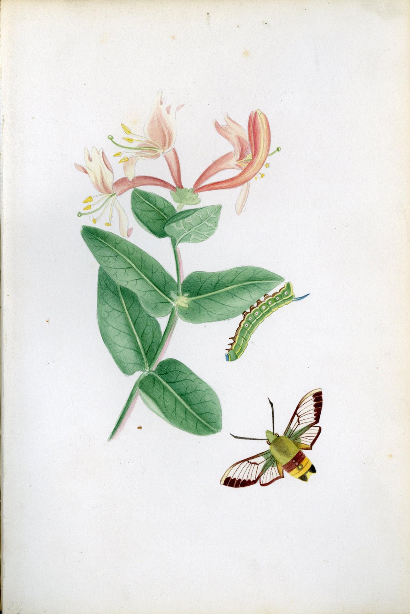 Ilustraciones de polillas halcón británicas y sus larvas, por Theophilus Johnson en venta 5