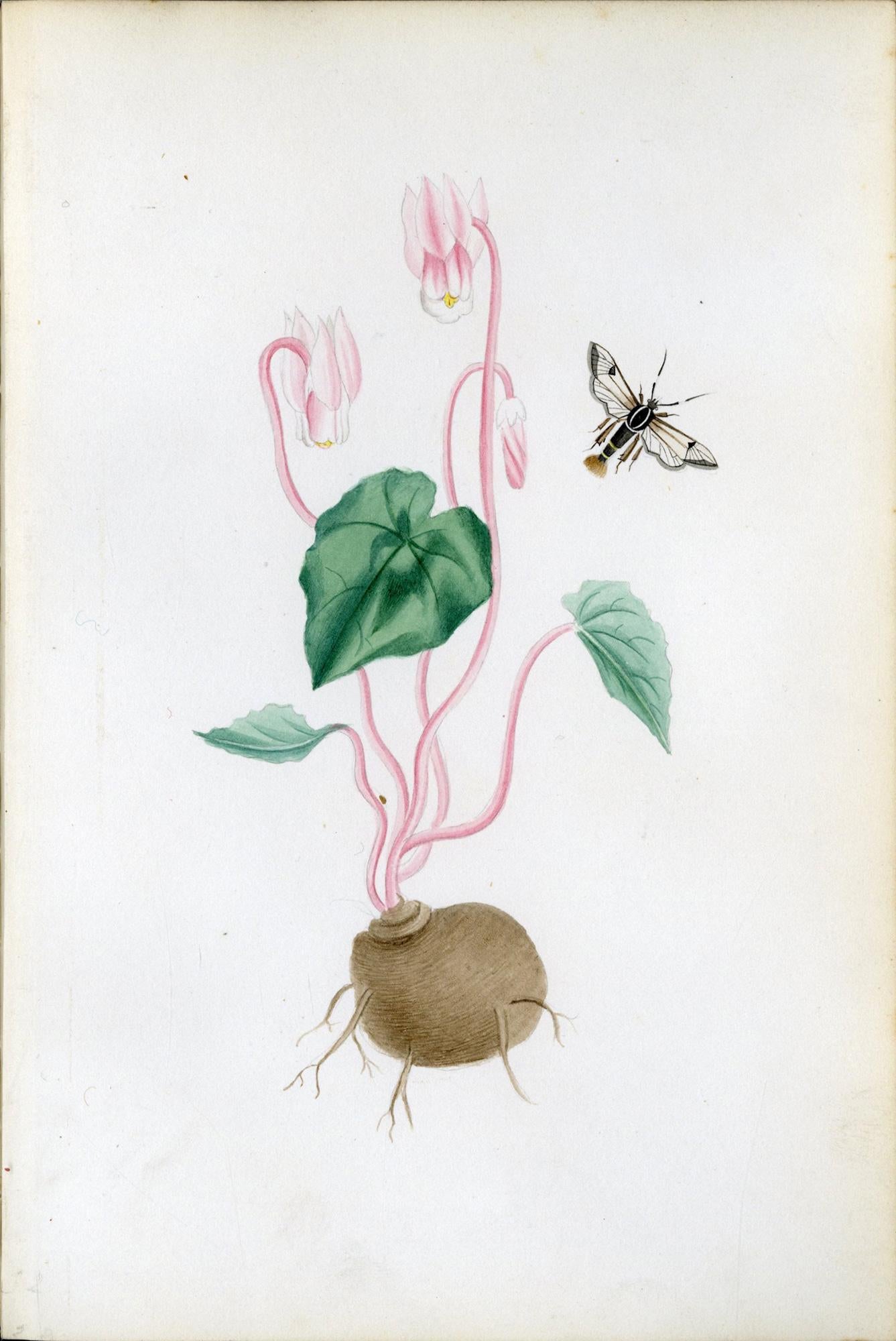 Ilustraciones de polillas halcón británicas y sus larvas, por Theophilus Johnson en venta 6