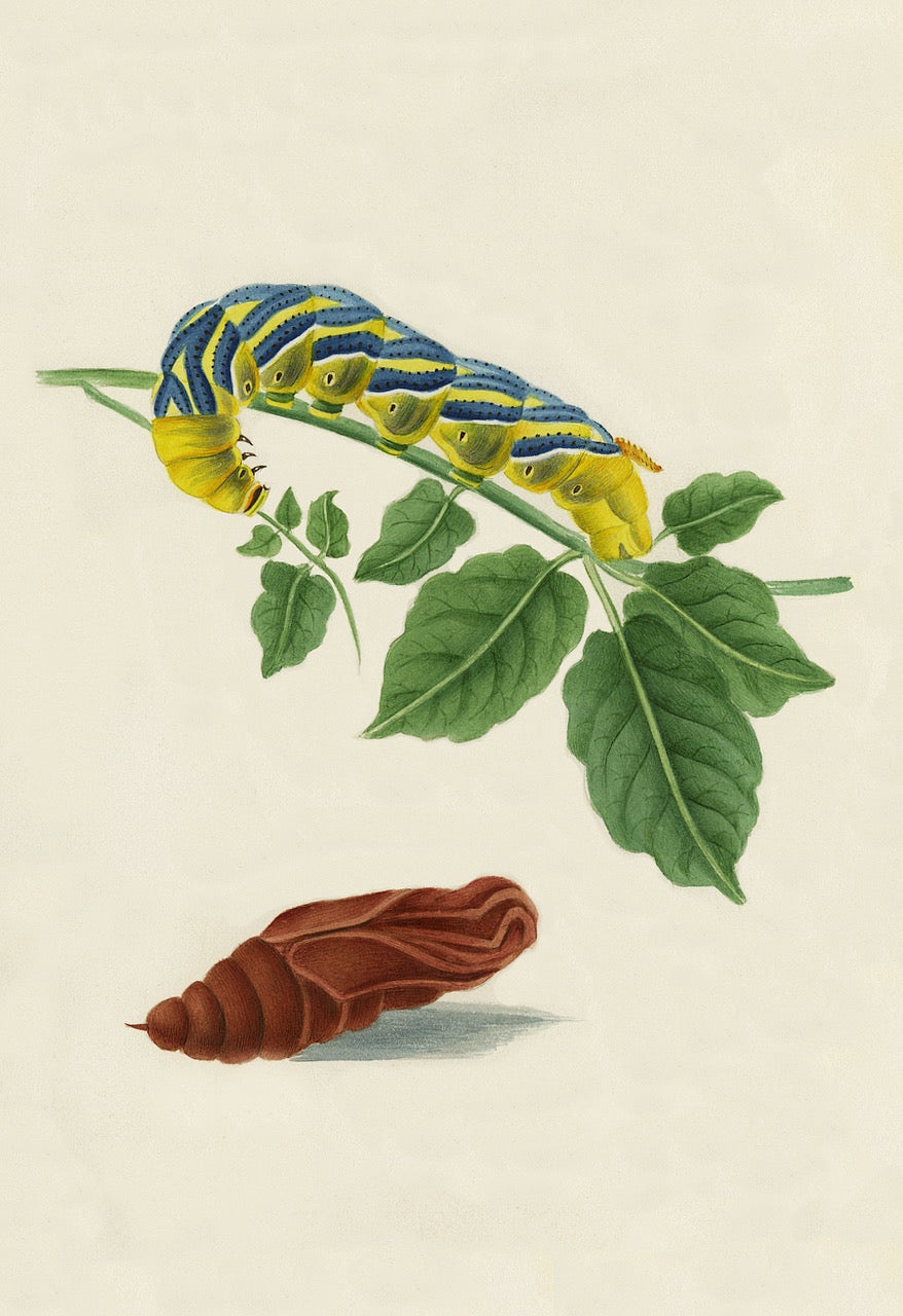 Una de las obras inglesas más raras sobre polillas.

Johnson, Teófilo (1836-1919)
Ilustraciones de las polillas halcón británicas y sus larvas (incluidos los sésidos); con treinta y seis dibujos originales del autor, a partir de especímenes de su