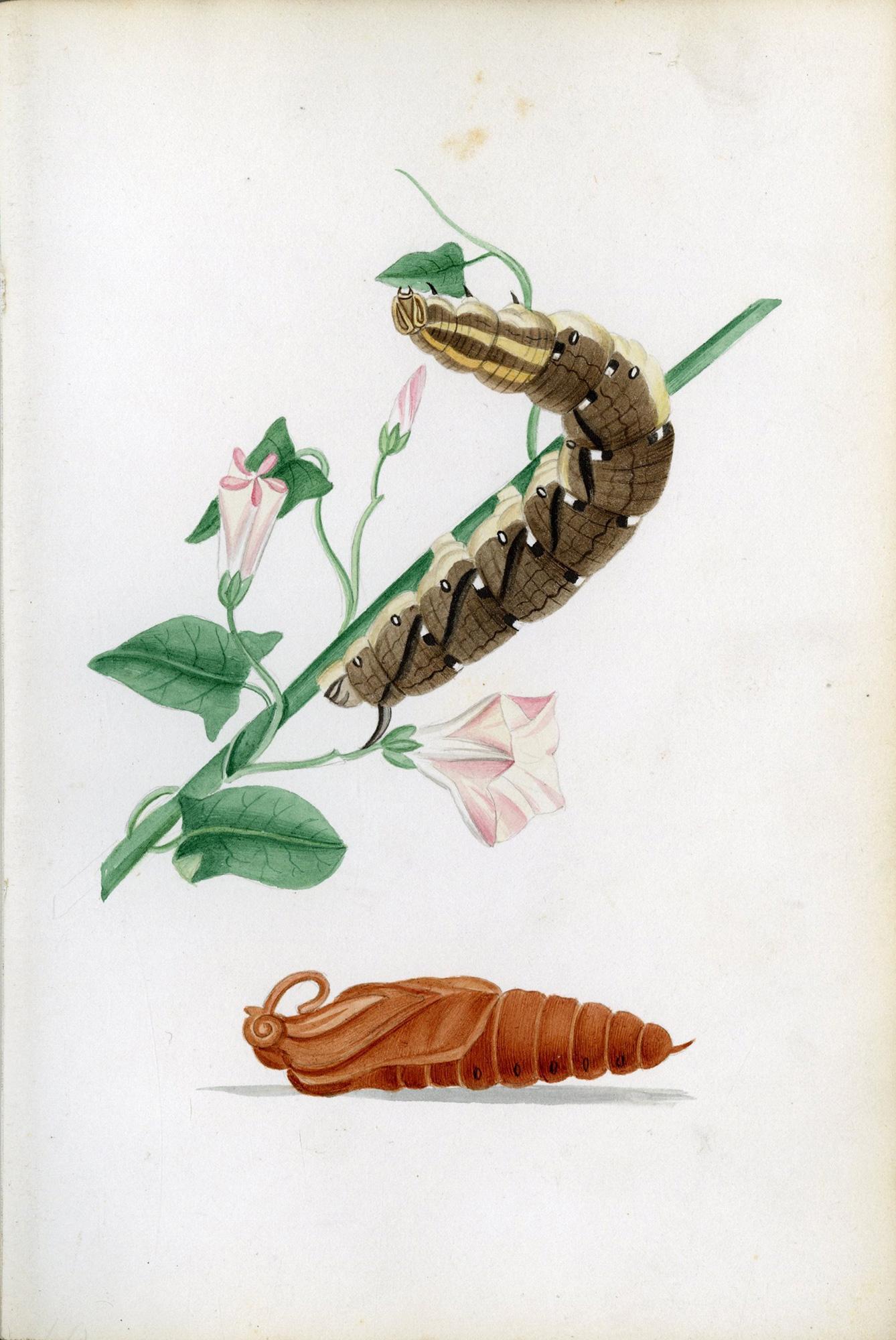 Ilustraciones de polillas halcón británicas y sus larvas, por Theophilus Johnson Inglés en venta