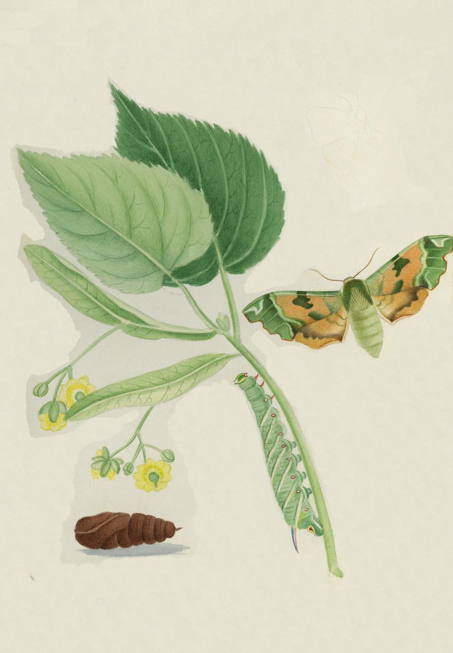 Ilustraciones de polillas halcón británicas y sus larvas, por Theophilus Johnson en Excelente estado para la venta en Middletown, NY