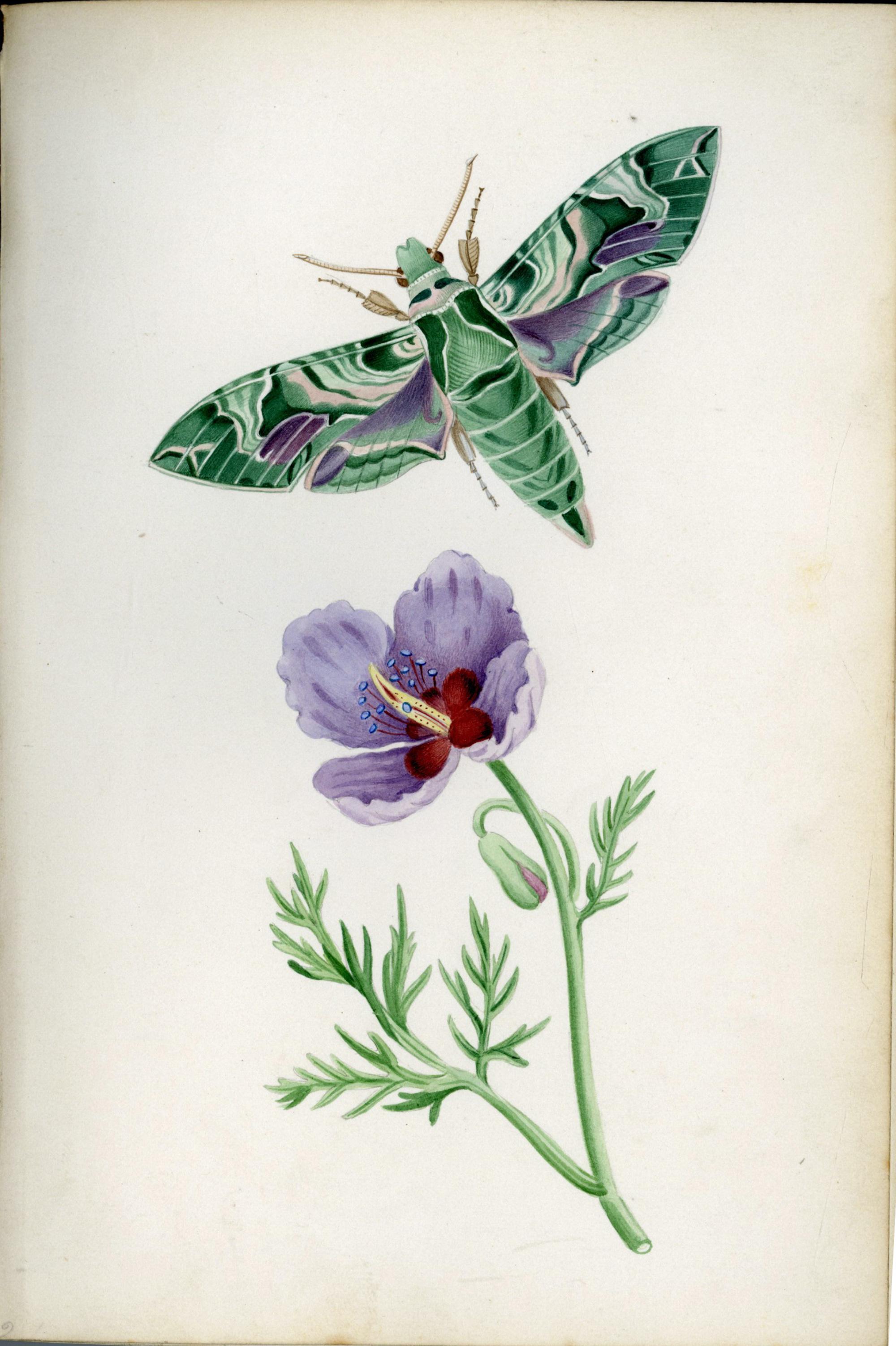 Ilustraciones de polillas halcón británicas y sus larvas, por Theophilus Johnson Cuero en venta