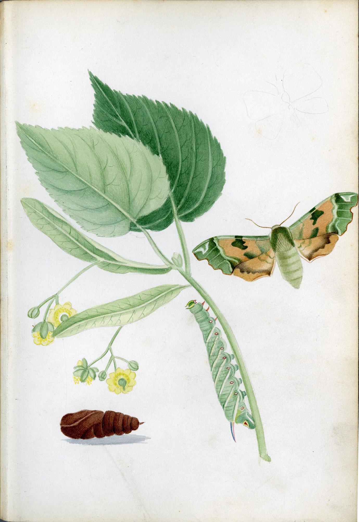 Ilustraciones de polillas halcón británicas y sus larvas, por Theophilus Johnson en venta 1