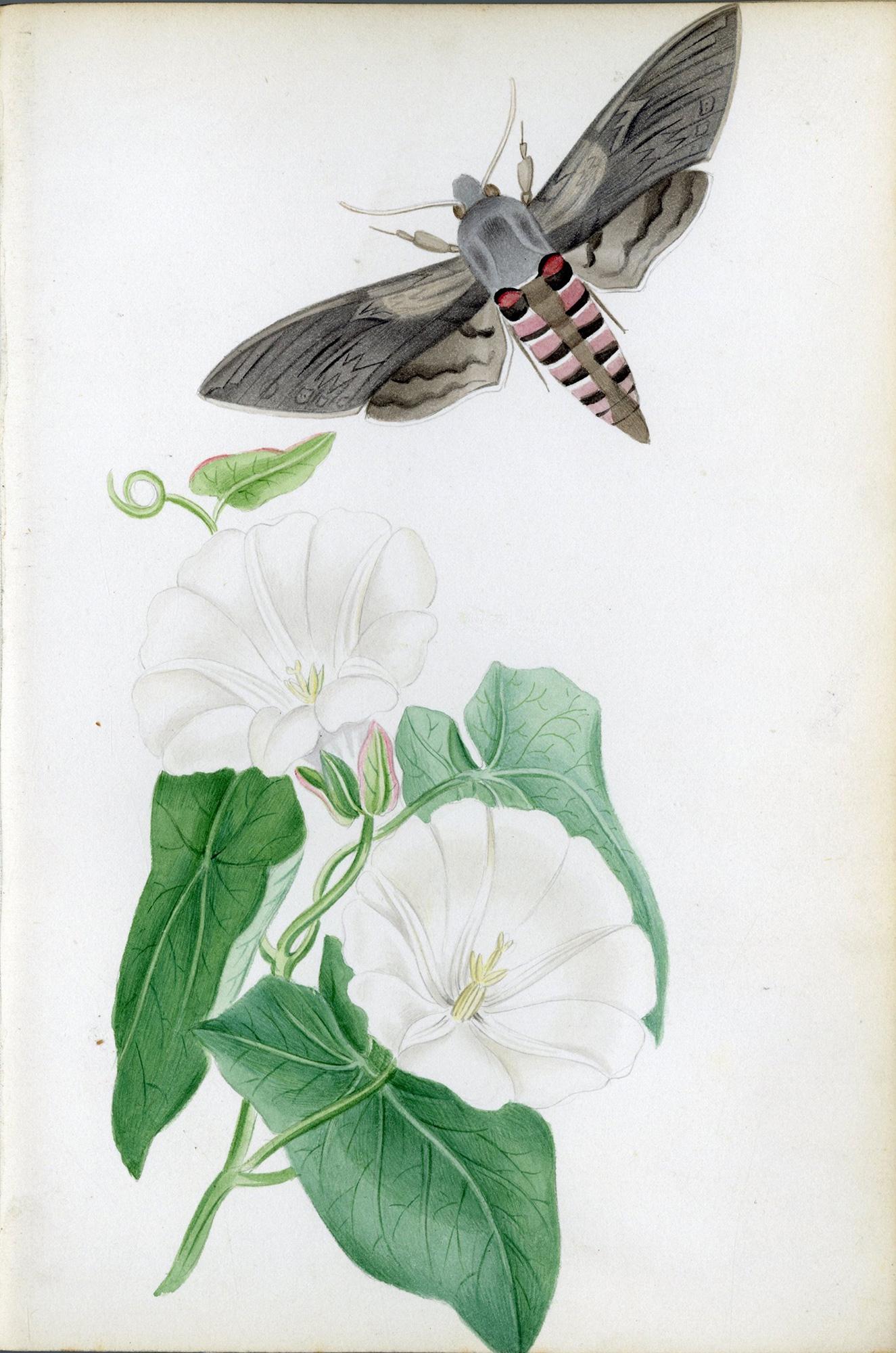 Ilustraciones de polillas halcón británicas y sus larvas, por Theophilus Johnson en venta 2