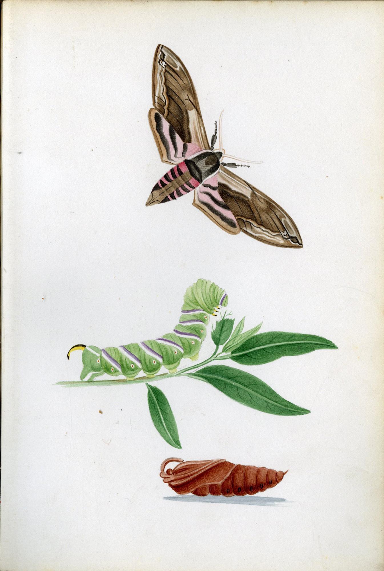 Ilustraciones de polillas halcón británicas y sus larvas, por Theophilus Johnson en venta 3