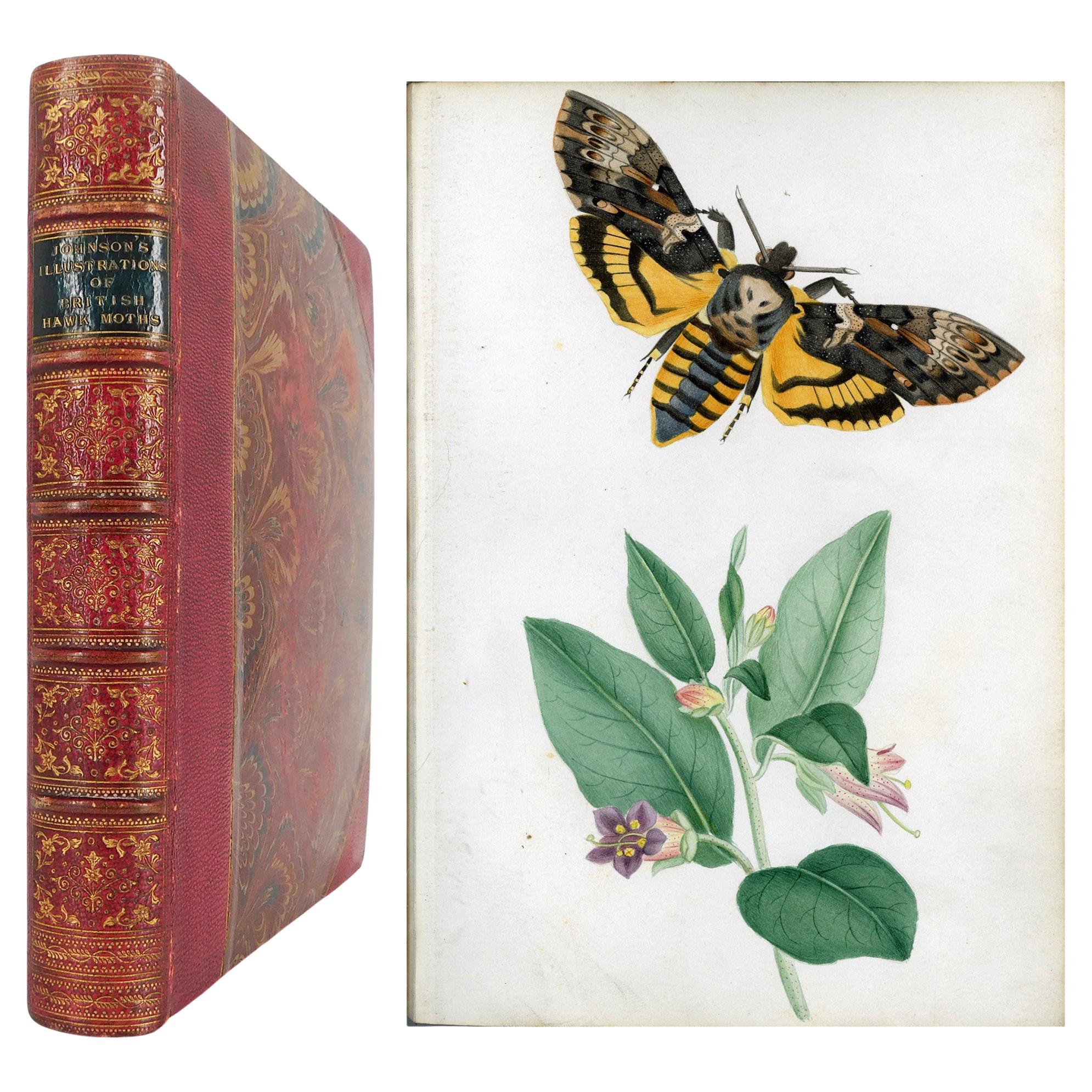 Illustrazioni di falchi britannici e delle loro larve, di Theophilus Johnson