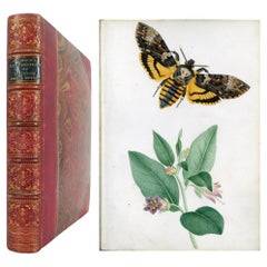 Illustrazioni di falchi britannici e delle loro larve, di Theophilus Johnson
