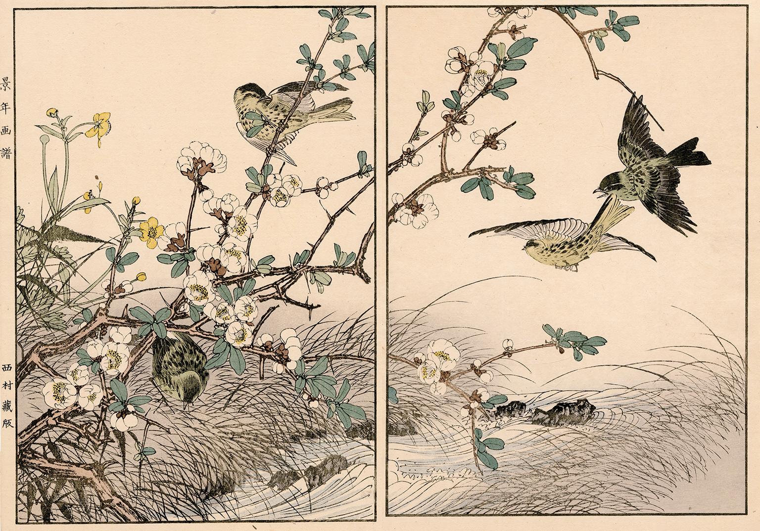 Coing en fleur et renoncule de Canton, Siskin - Gravure sur bois du 19e siècle