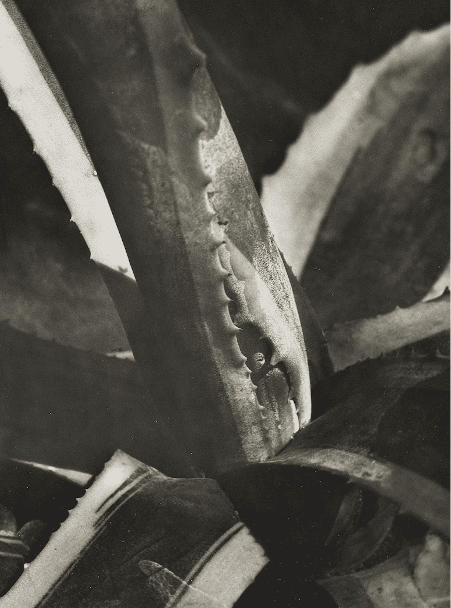 Agave #8, c. 1928 - Imogen Cunningham (Black and White Photography) Vintage For Sale 1