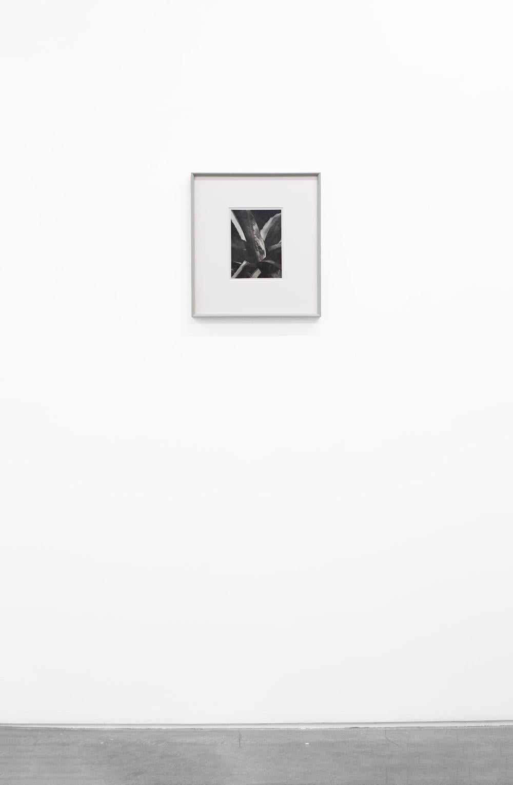 Agave #8, c. 1928 - Imogen Cunningham (Black and White Photography) Vintage For Sale 2