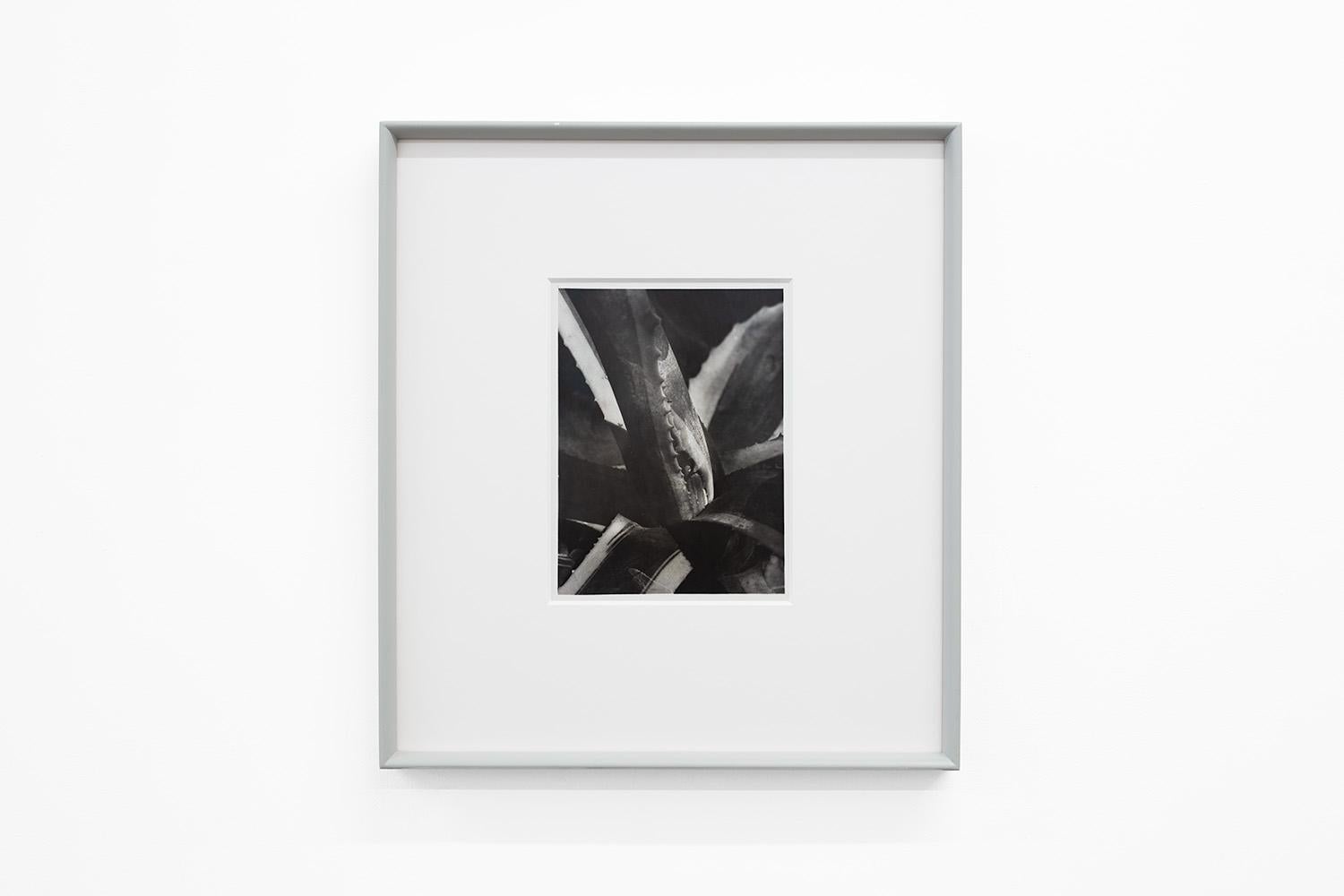 Agave #8, c. 1928 - Imogen Cunningham (Black and White Photography) Vintage

Imogen Cunningham 
Agave #8, c. 1928
Inscribed with title on reverse and accompanied by a letter of authenticity by Rondal Partridge
Silver gelatin print, printed c.