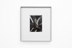 Agave #8, ca. 1928 - Imogen Cunningham (Schwarz-Weiß-Fotografie) Vintage By