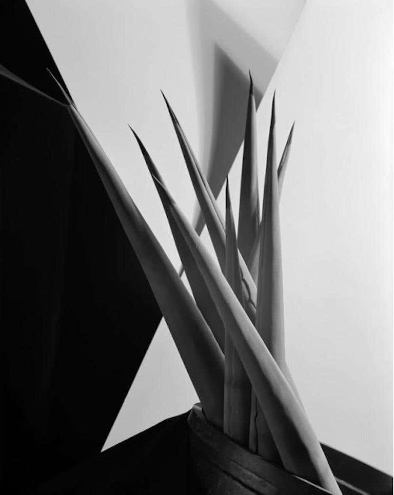 Agave Design 1, 1920s