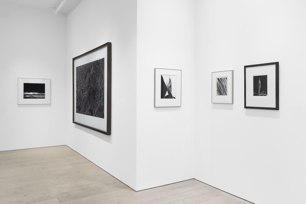 Agave Design 1 - Photograph di Imogen Cunningham