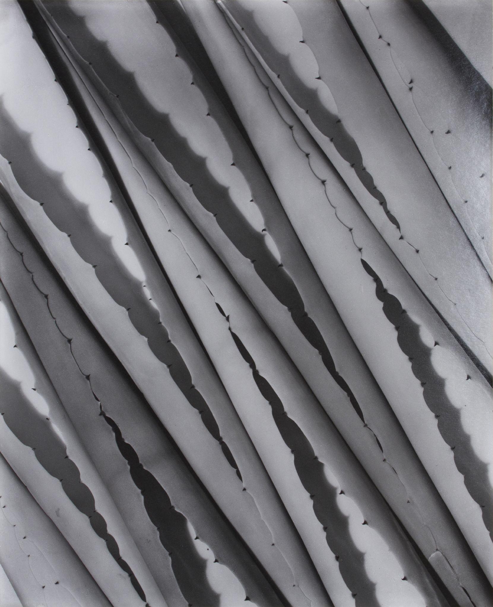 Imogen Cunningham Black and White Photograph – Agave Design/One 2