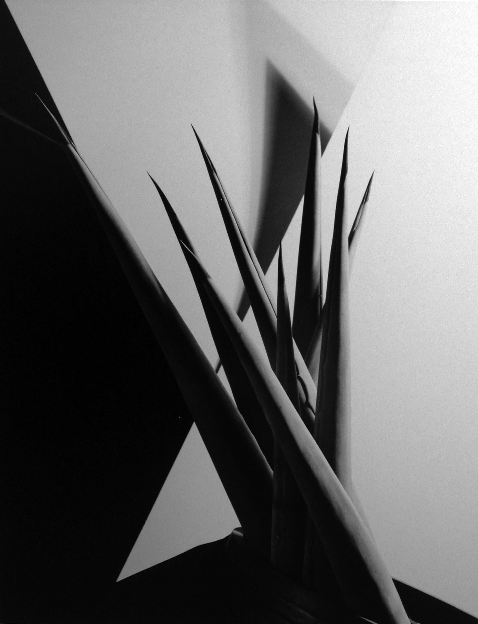 Imogen Cunningham Black and White Photograph - Agave Design I