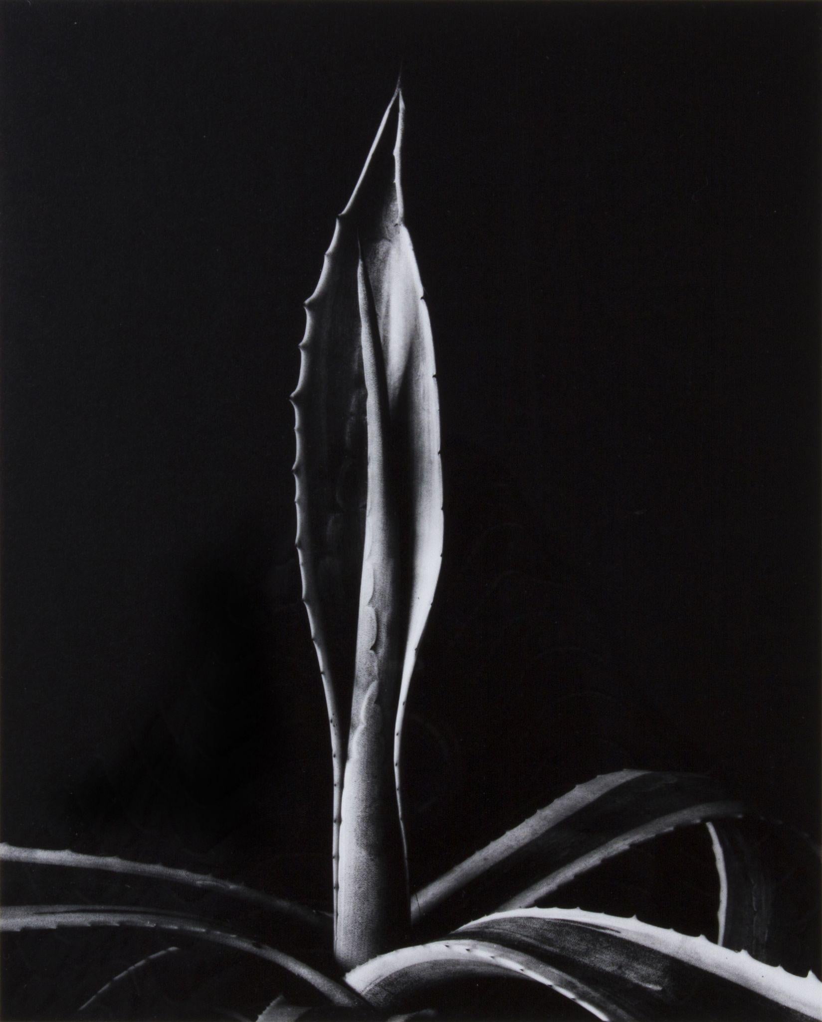 Imogen Cunningham Black and White Photograph – Agave